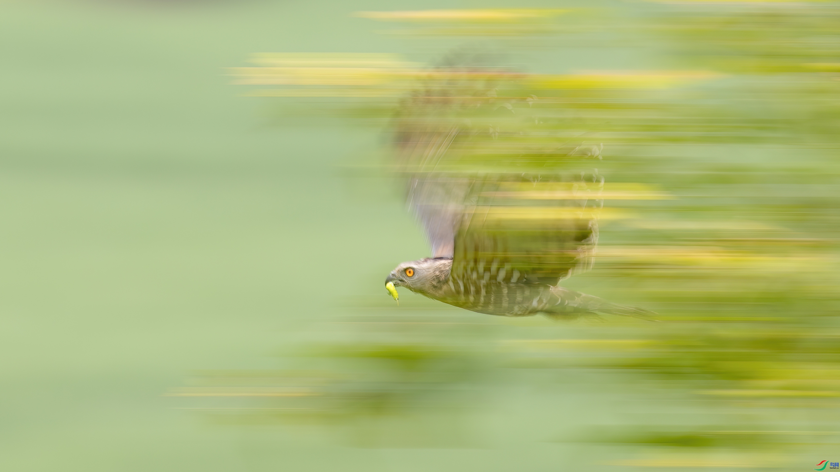 ��۵糸 ���� r36  ����.jpg