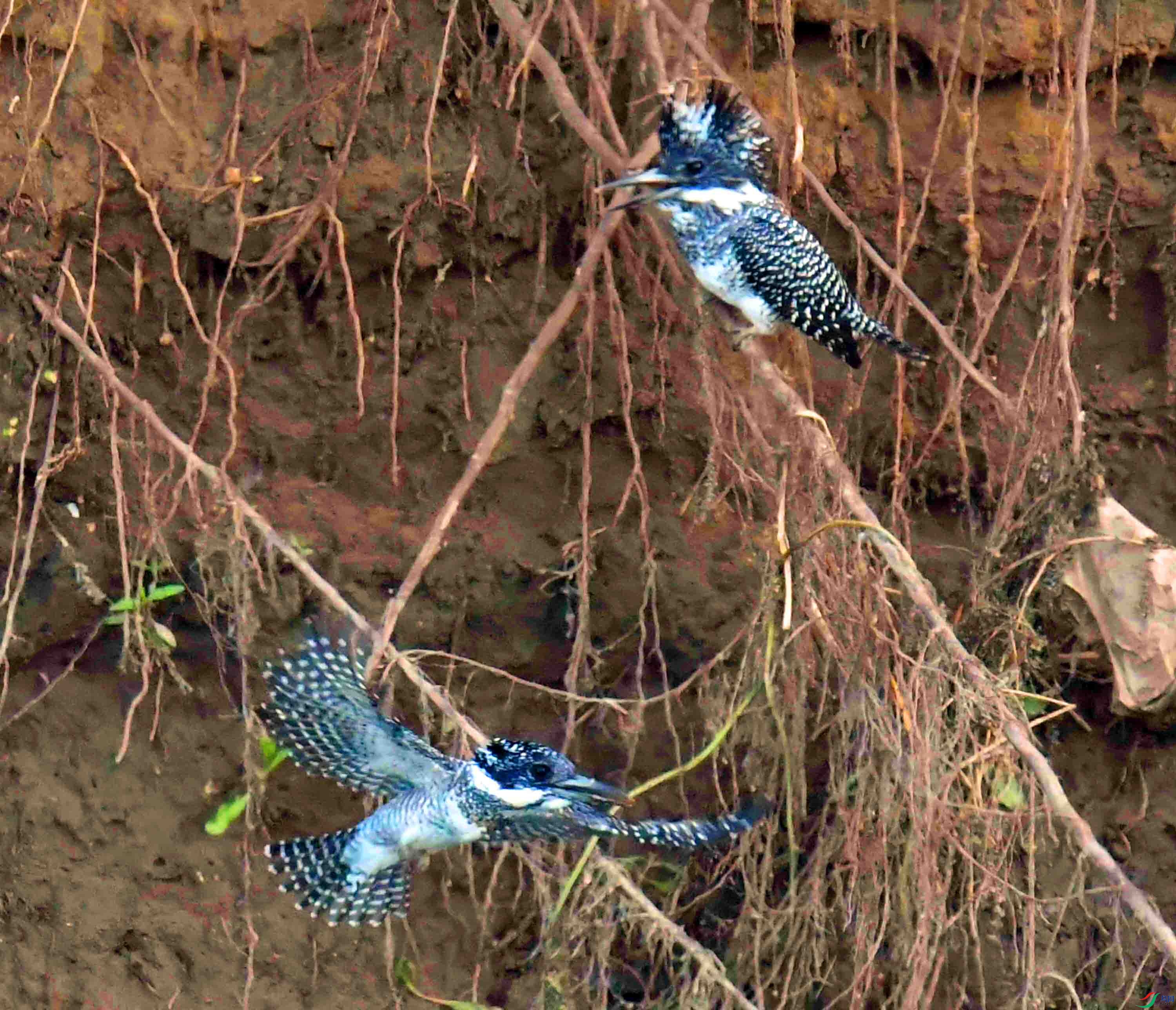 DSC_3131.JPG