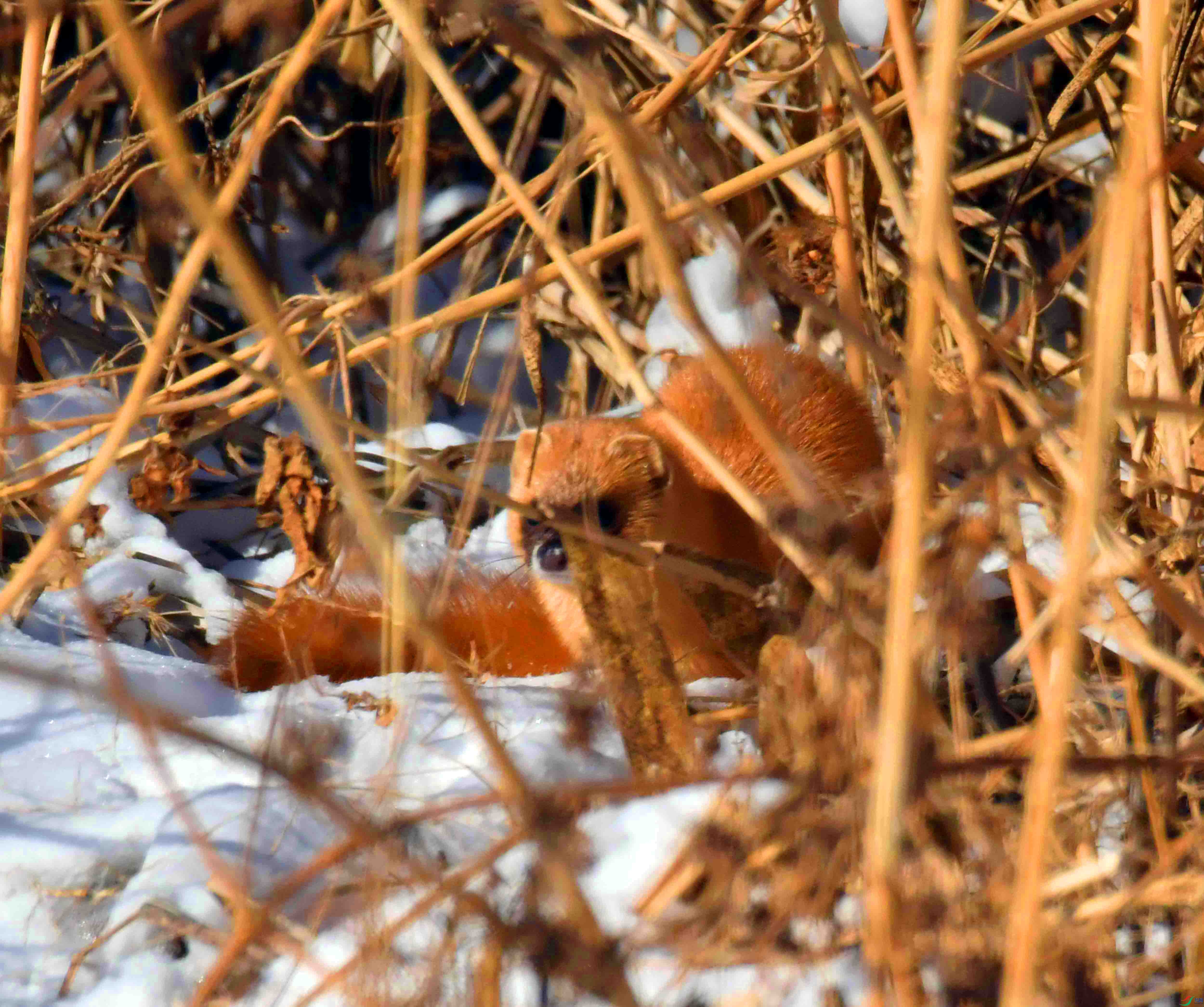 DSC_1505.JPG
