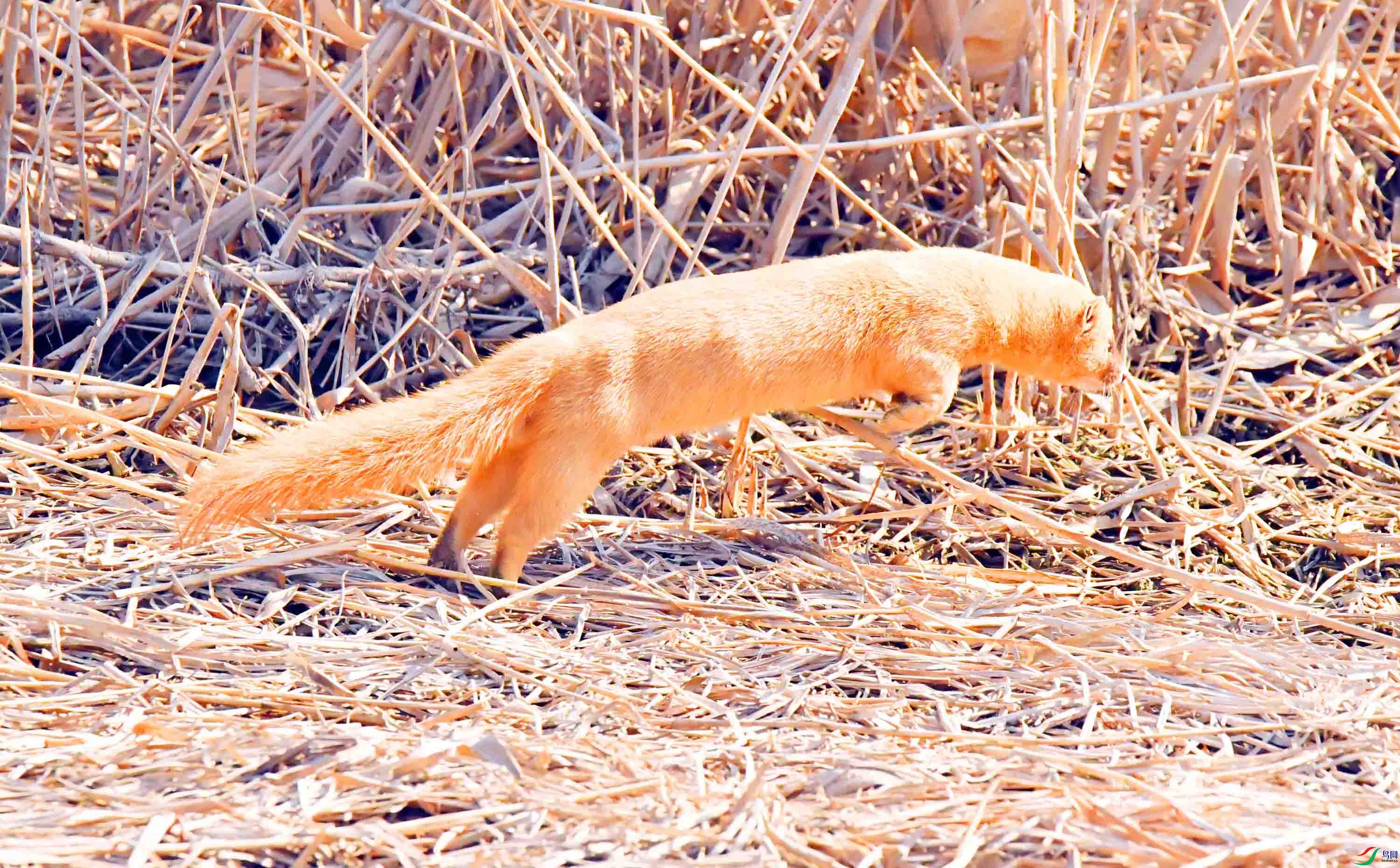 DSC_2471.JPG