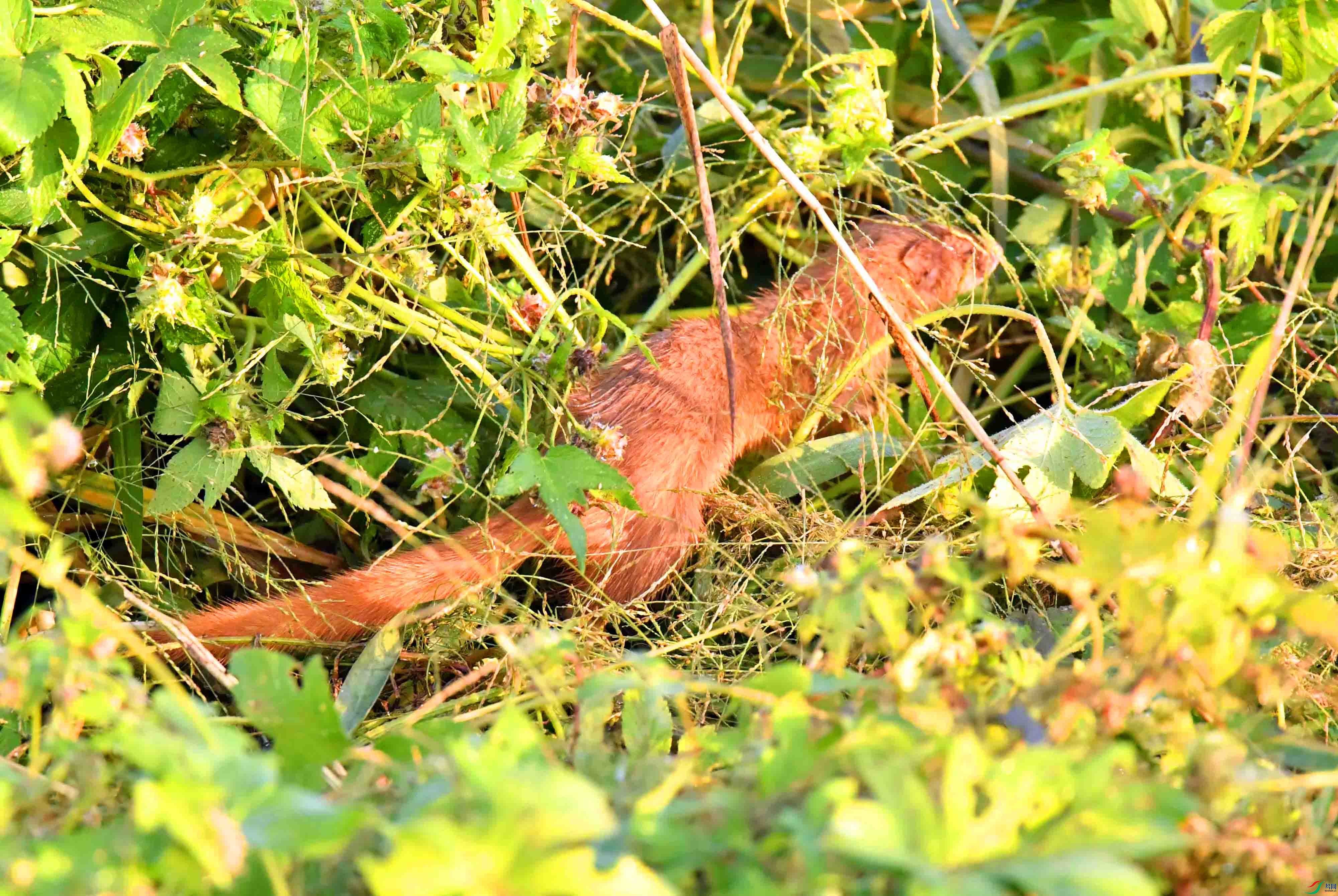 DSC_8788.JPG