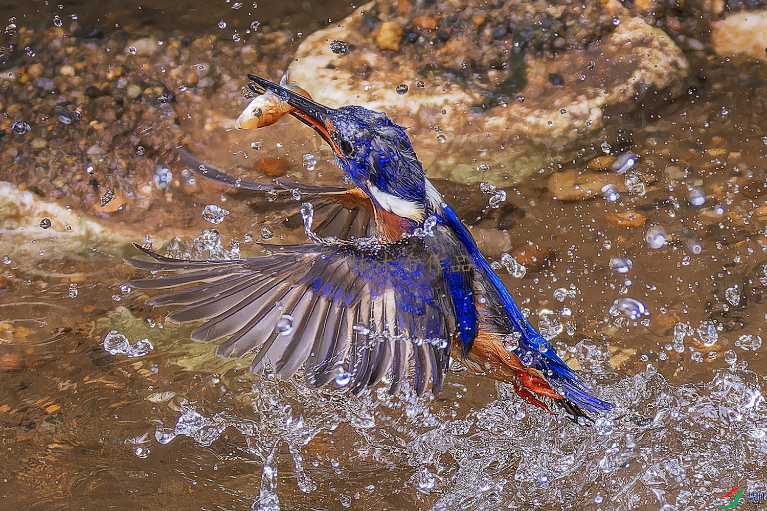 _97A1966-CR3 copy.jpg