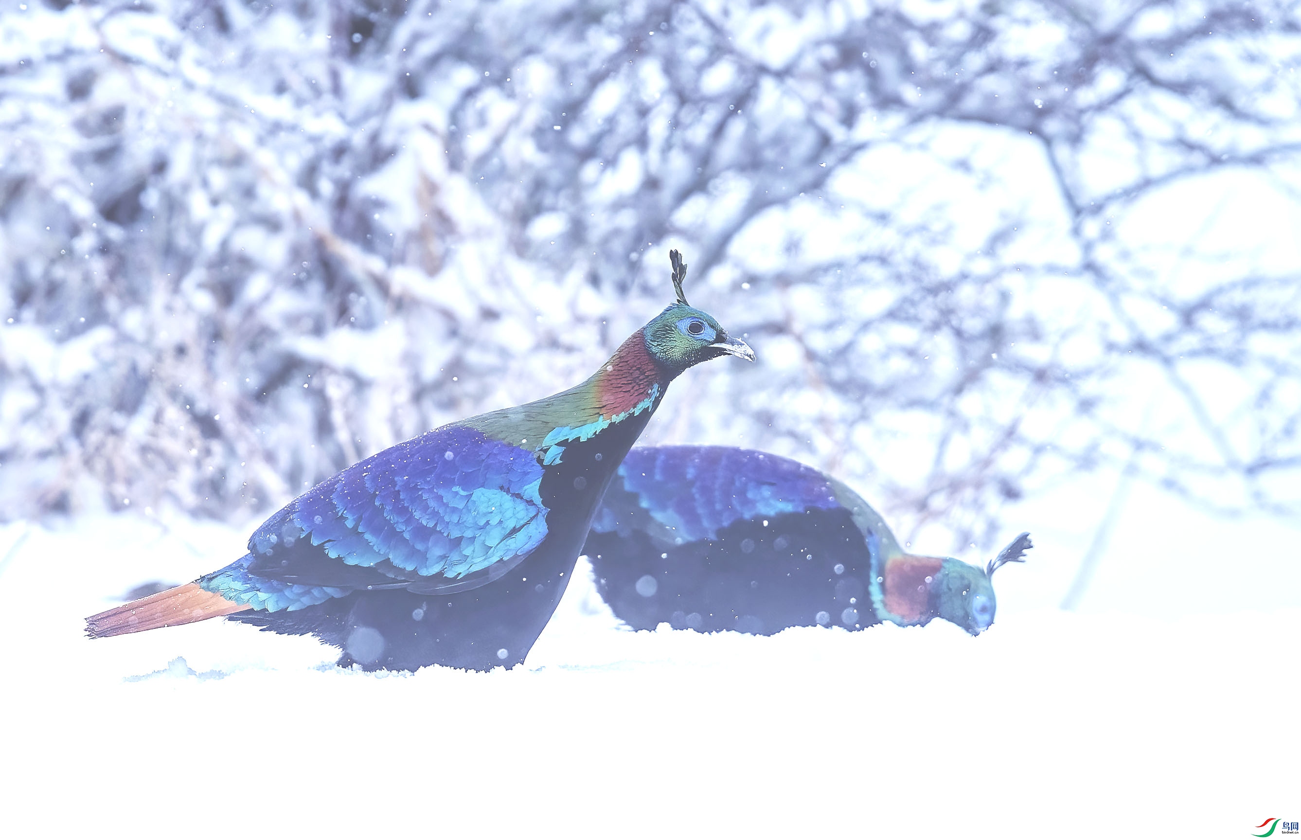 CI6W1413��β����.jpg
