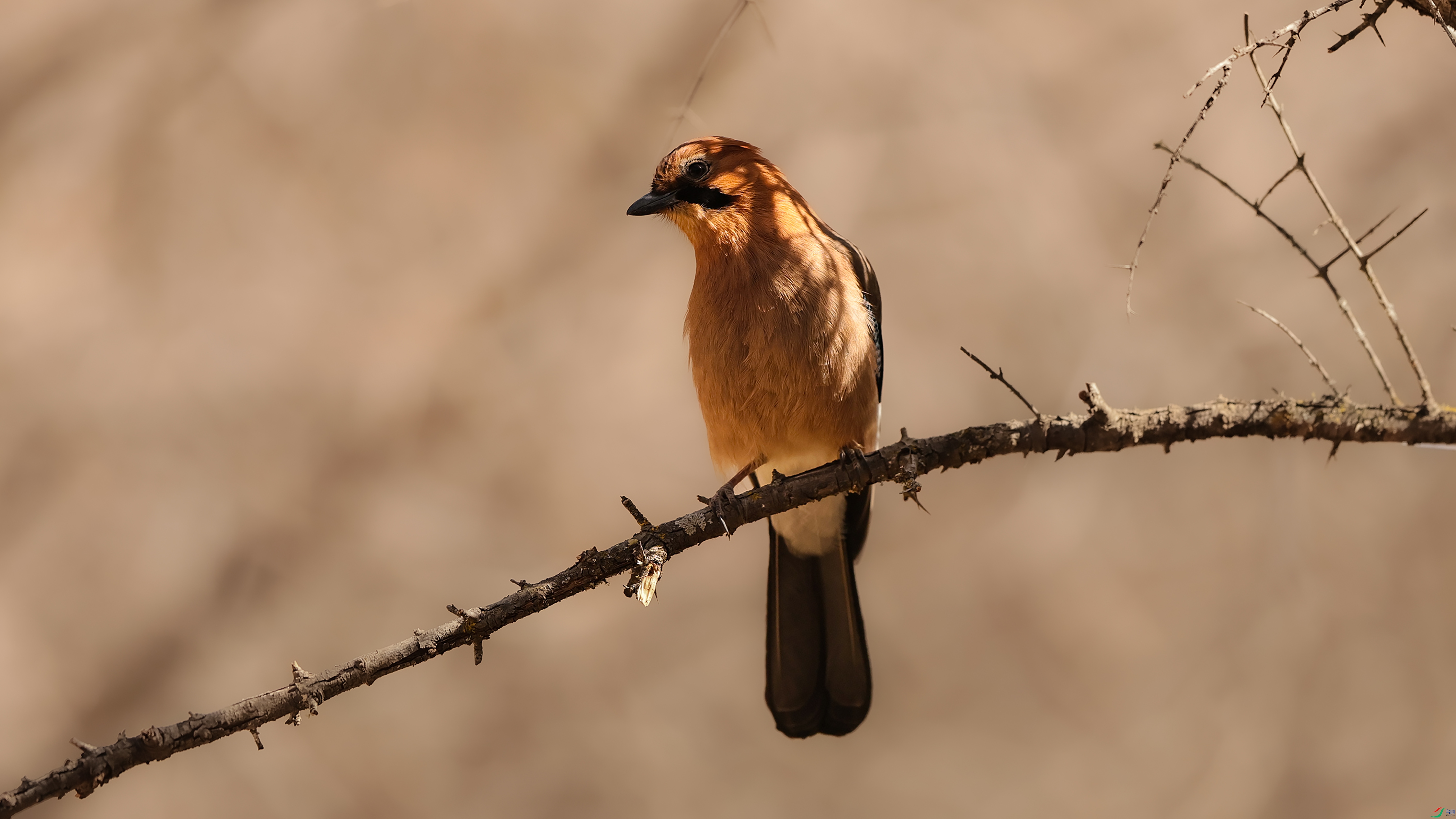 7X5A1075 - ���� 666.jpg