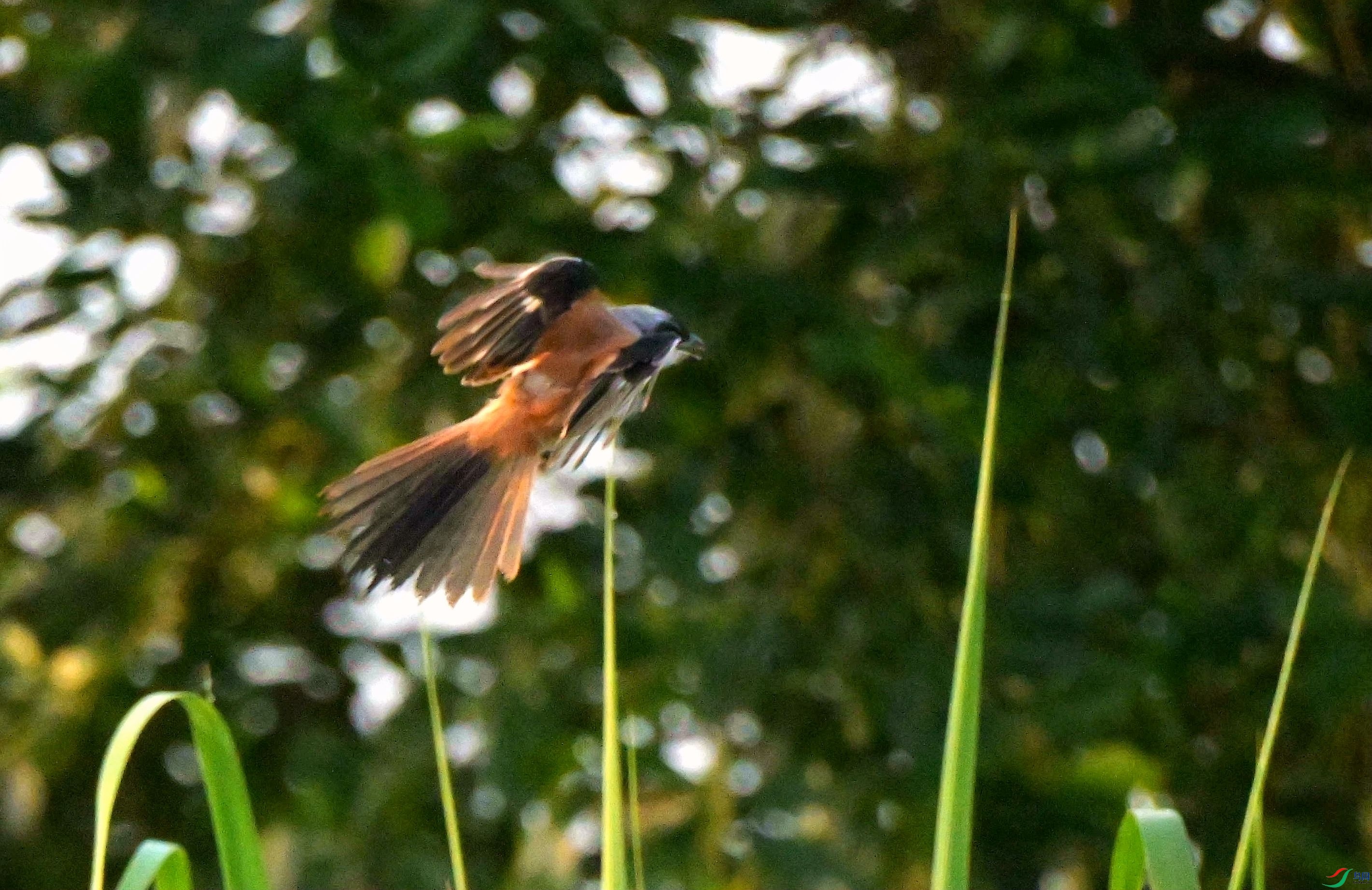 DSC_4101.jpg