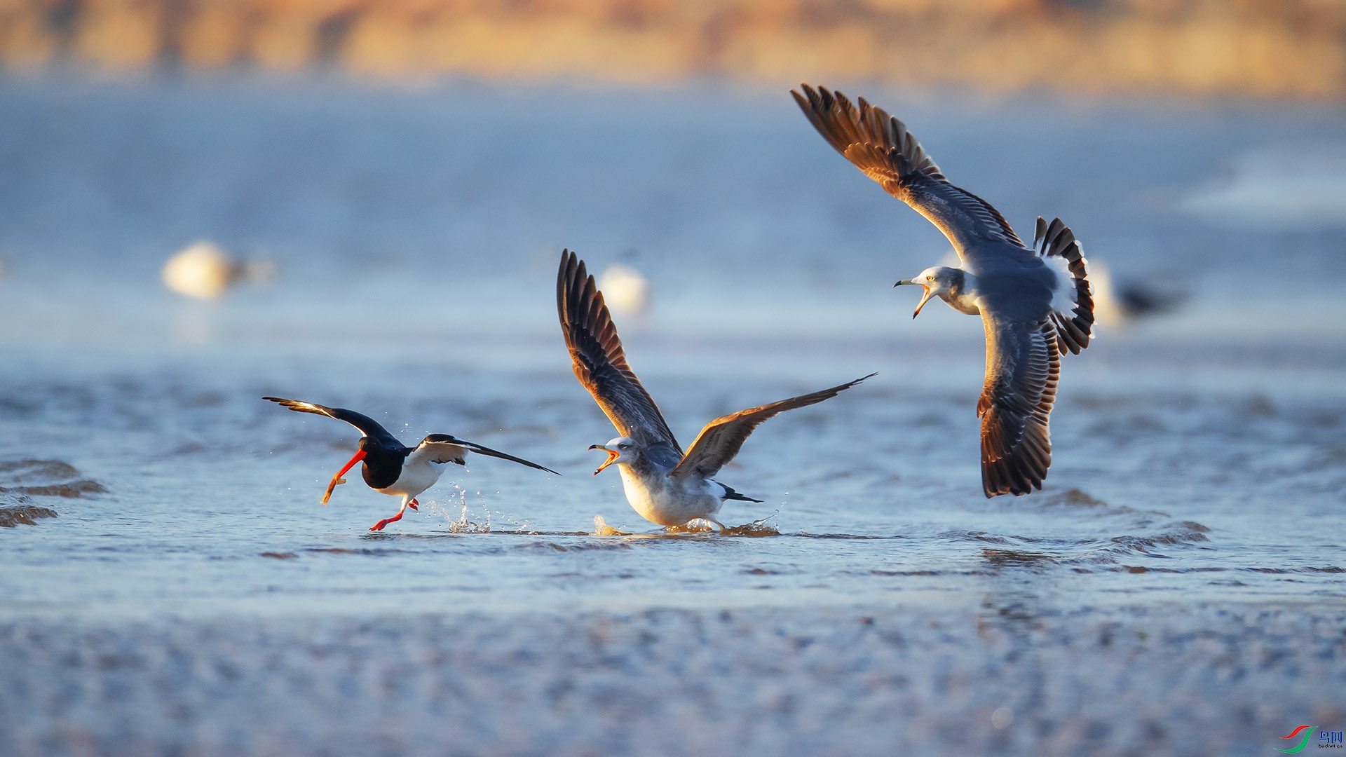 BP3I6580_��ͼ��_��ͼ��_��ͼ�� ����.jpg