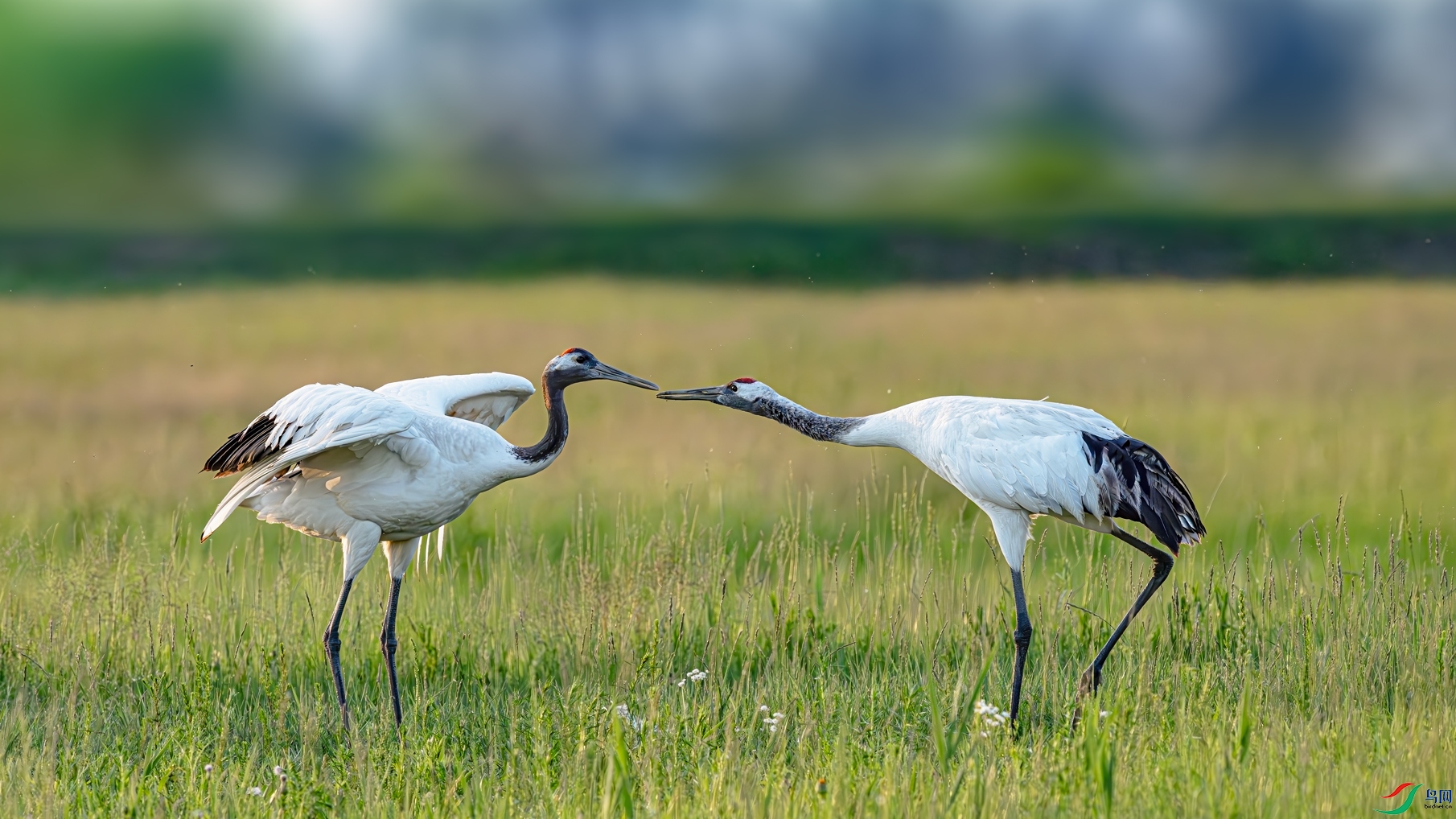 �������£��������ơ�