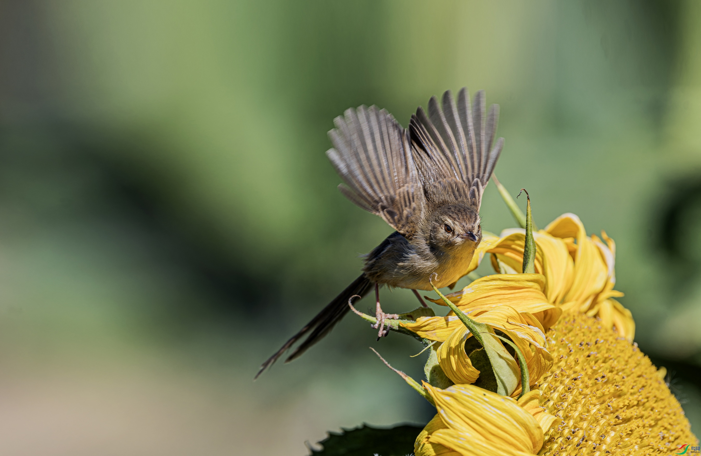 ��ɫɽ��ݺ (193)-1.jpg