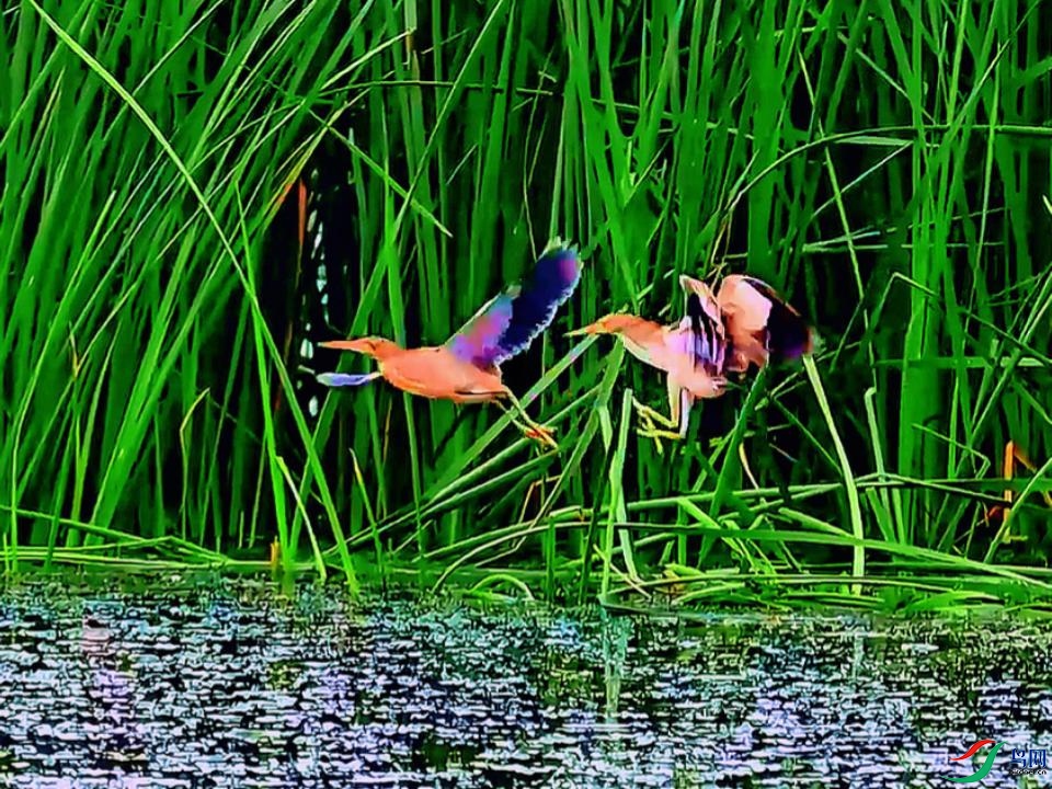 �������ڵĻ�έ�Z