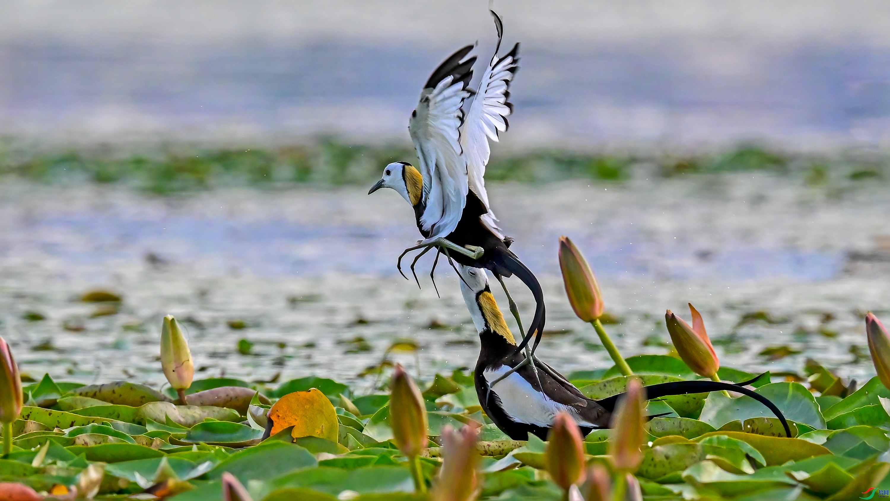 �ܾ� ���� wh�ϳ�����.jpg