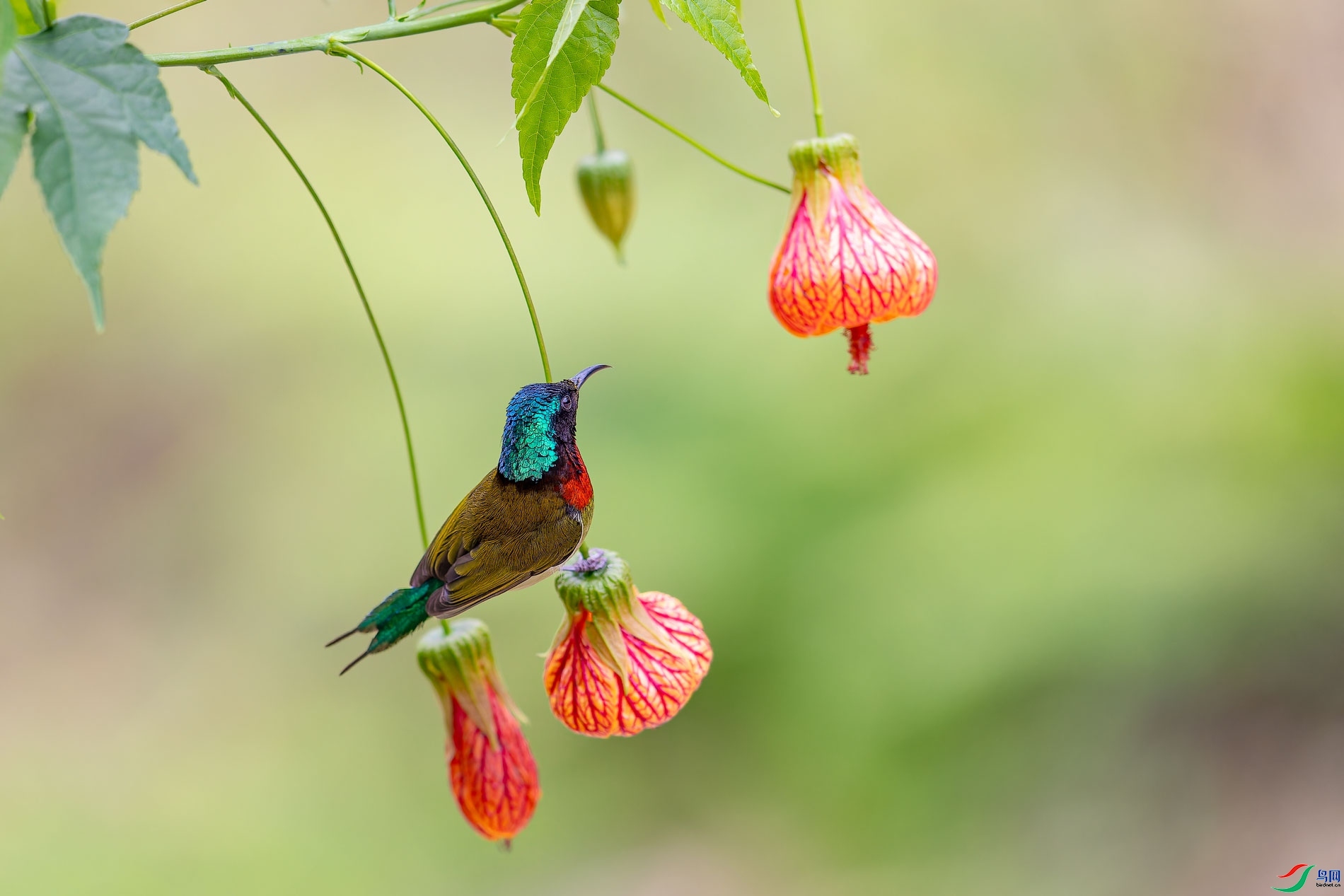 ���廨��  ���� ɽɽɽ ����.jpg