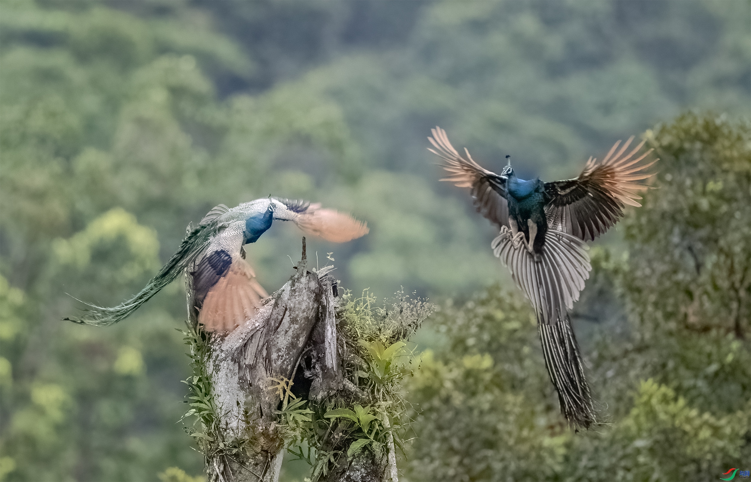 ˫��ͼ ���� ����  ����.jpg