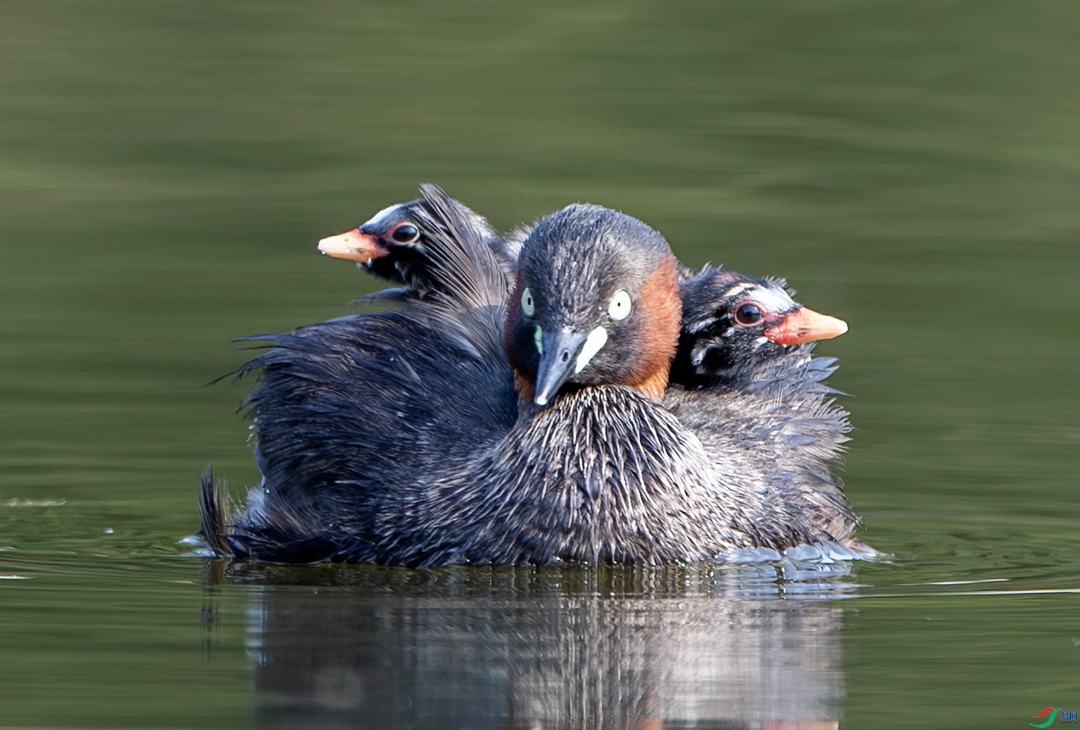 �Ҹ� ���� ��ʯ ����.jpg