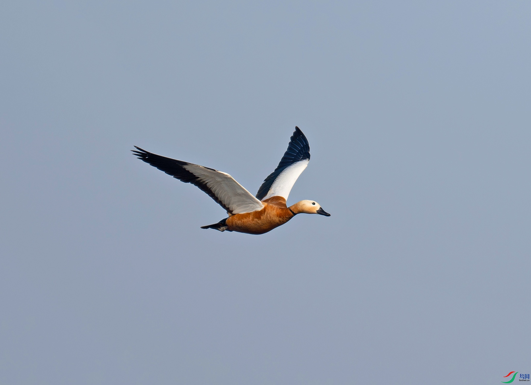 _DSC9955f.jpg