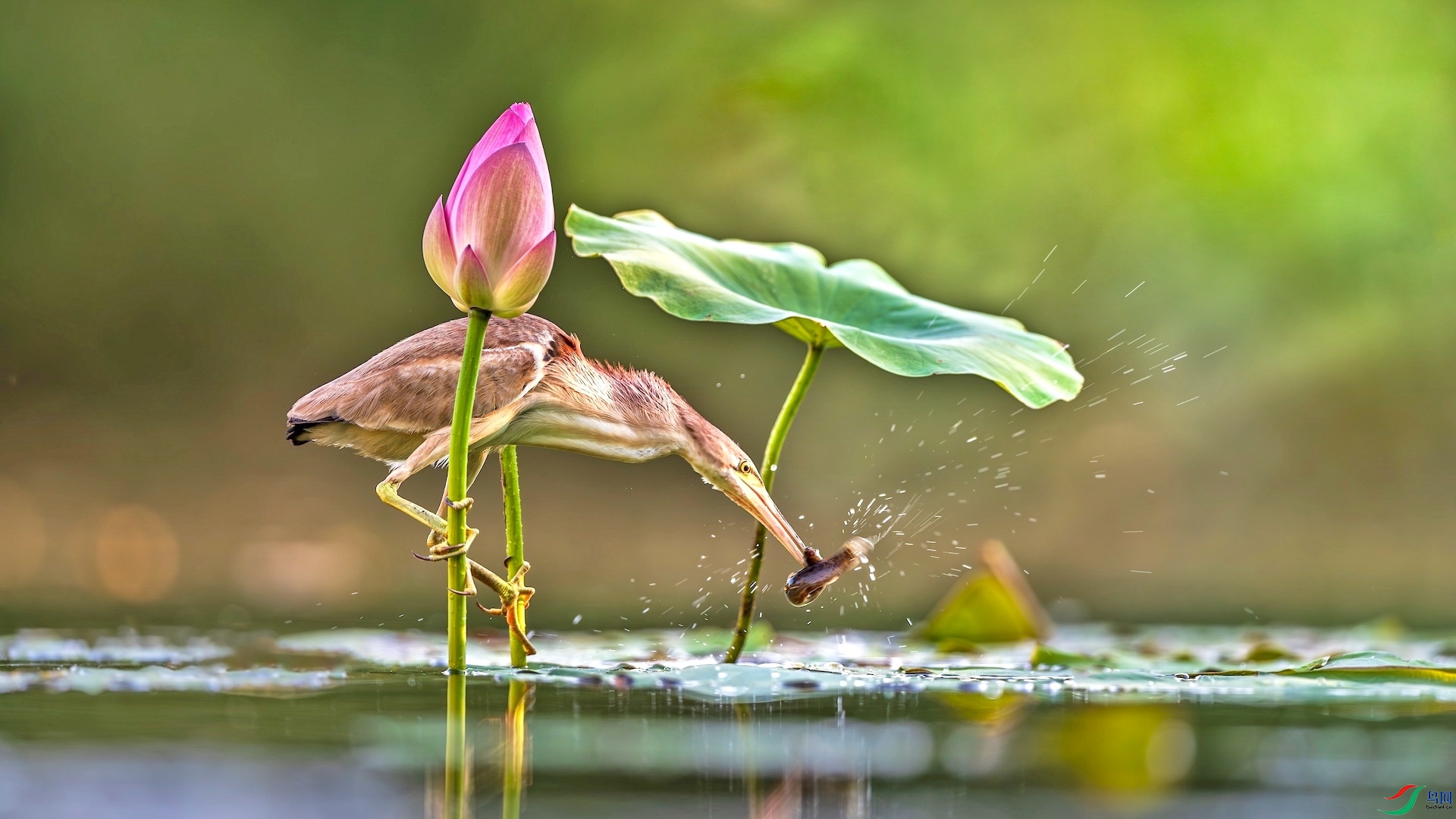 1-2_XXL8317-����ǿ-NR ���� 2.jpeg