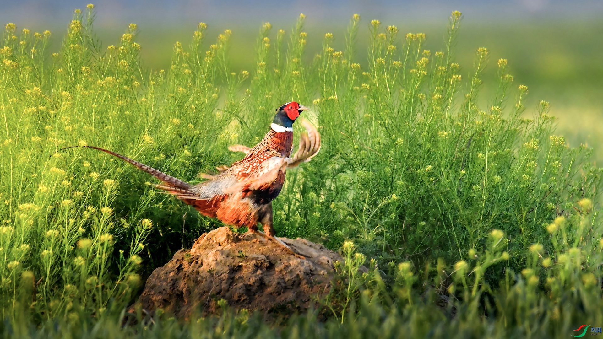 1-2_XXL8509 �����ĸ���.jpeg