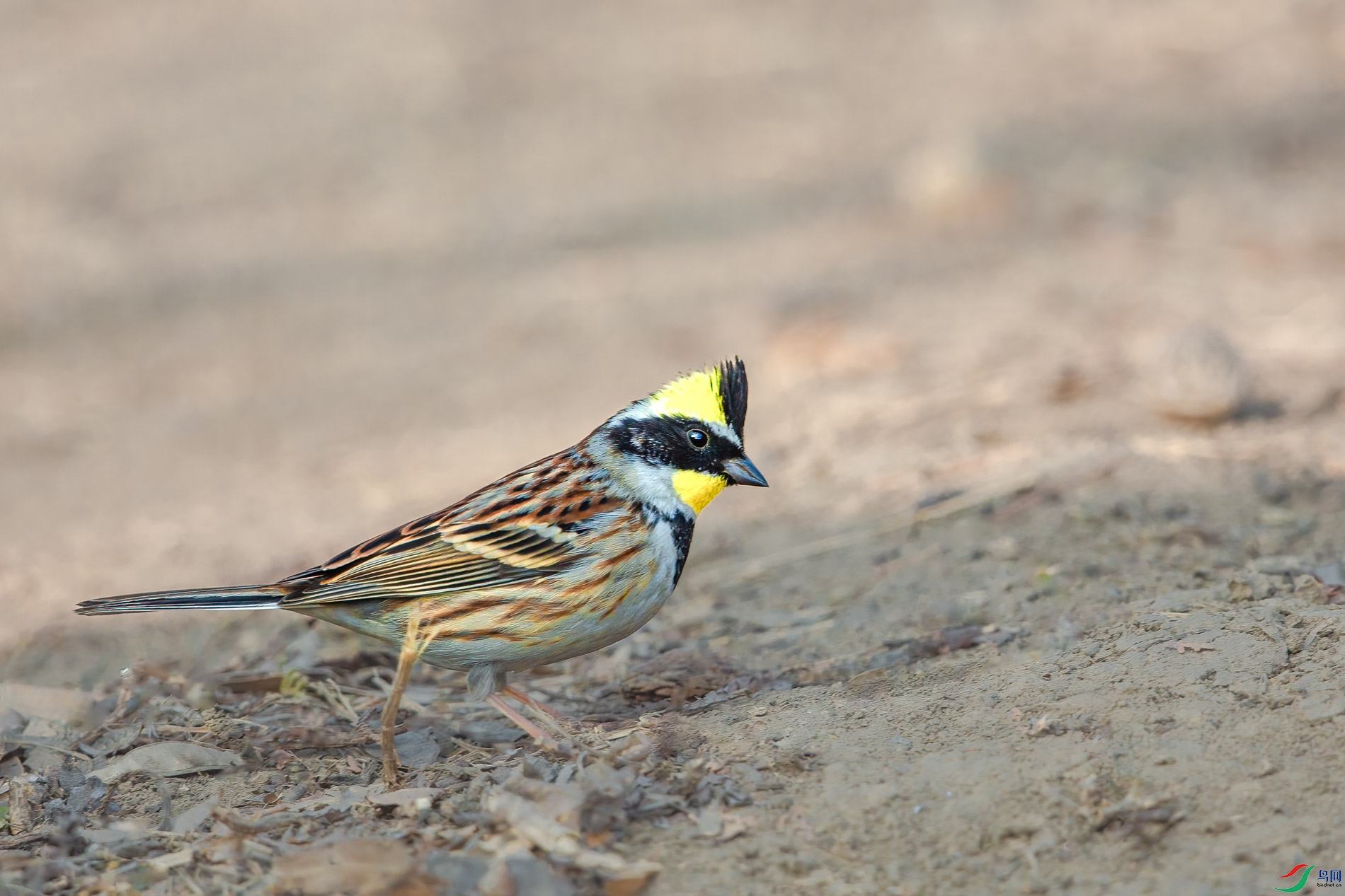 AQ4P8512-1.jpg