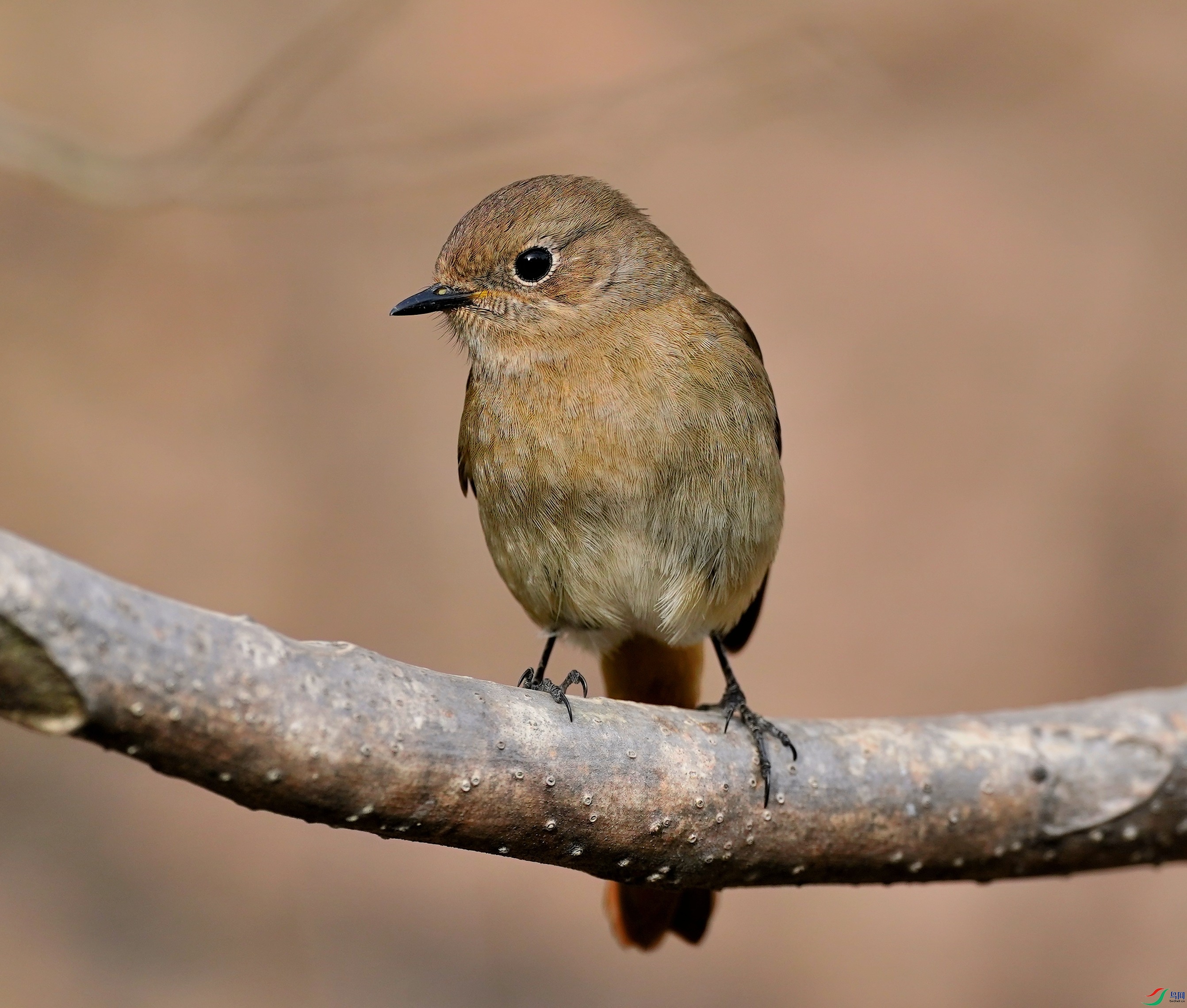 DSC07681-2023-4-12.JPG