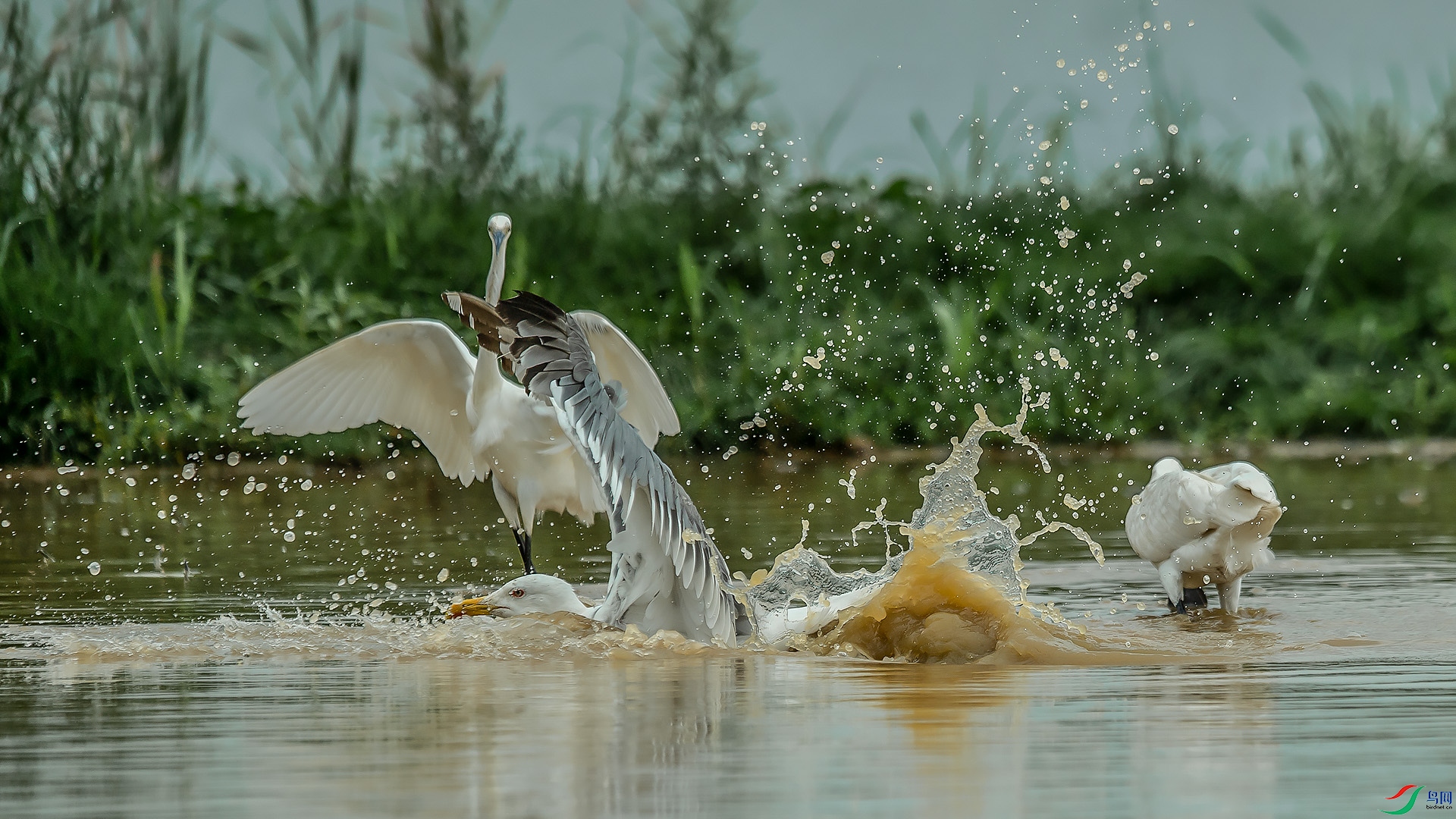 DSC_0664.jpg