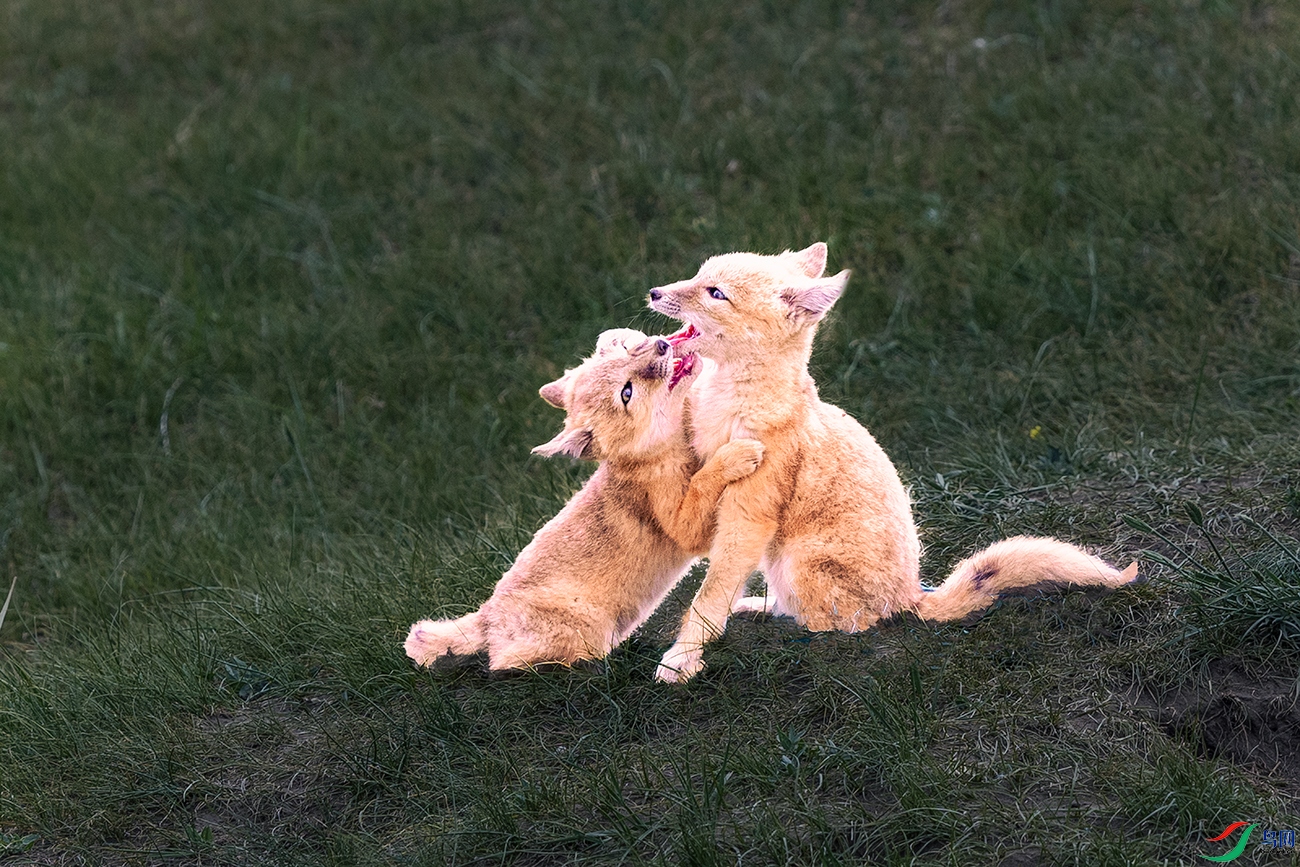 ɳ��----��С�޲�