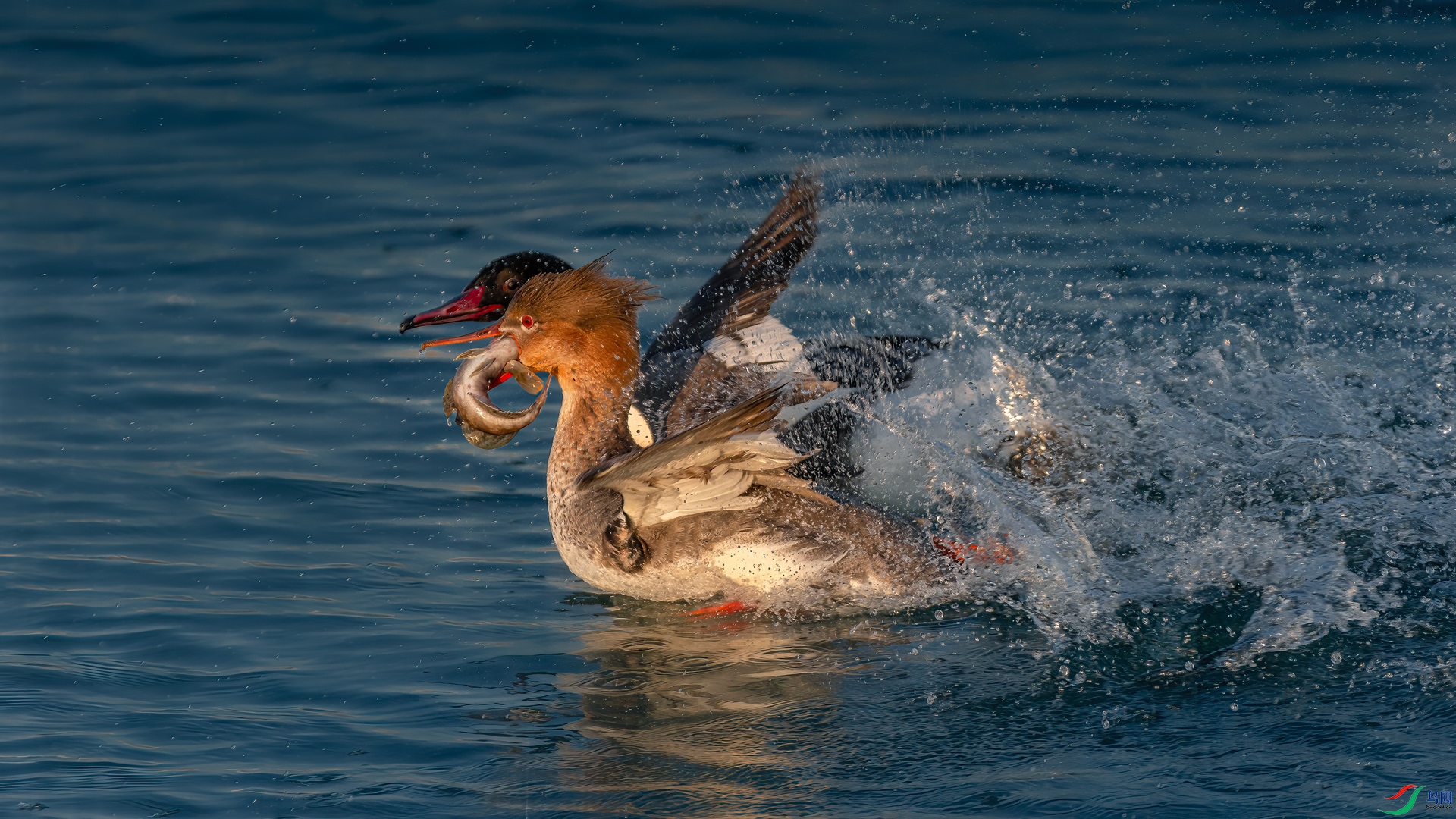 ������ɳѼ����ͨ��ɳѼ