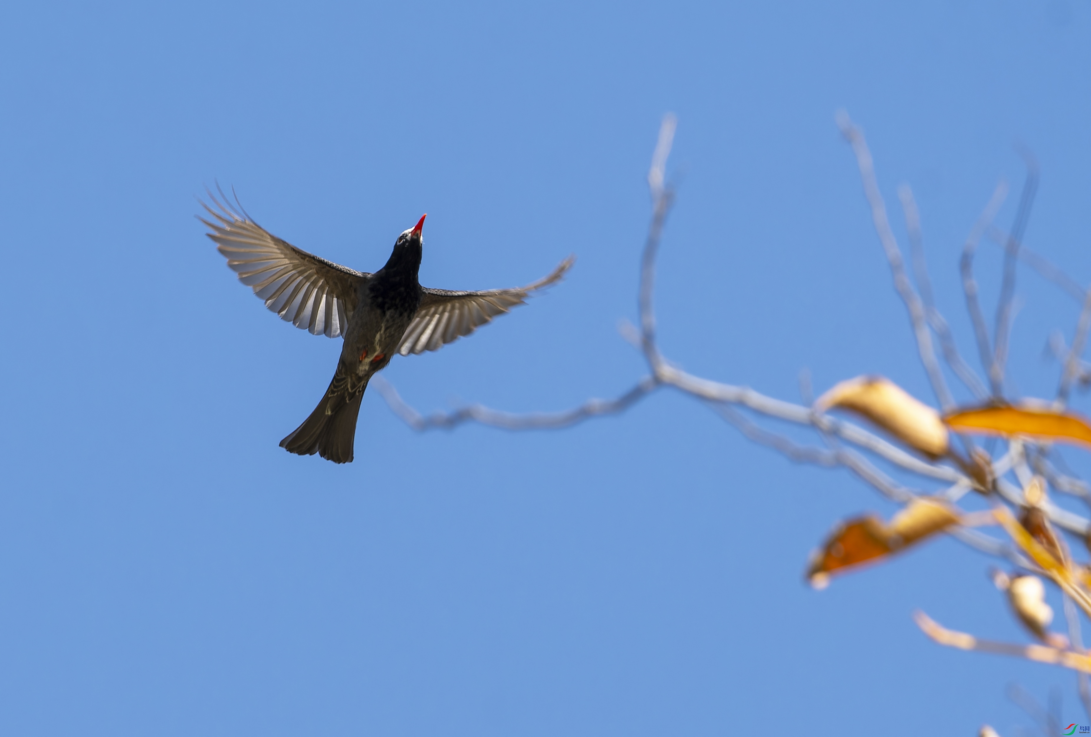 HBC_4620-NEF_DxO_DeepPRIMEXD ����.jpg