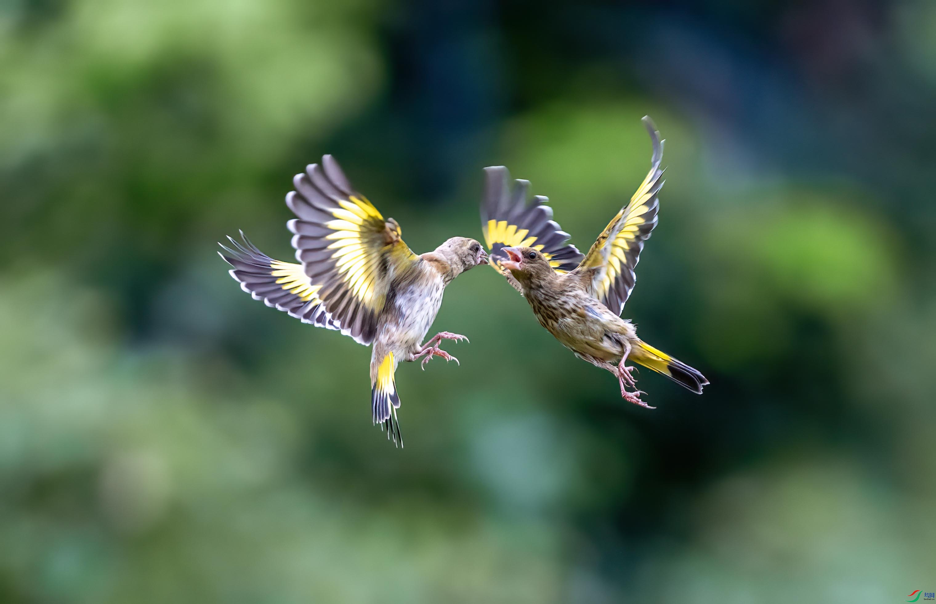 DSC_9137 ����.jpg