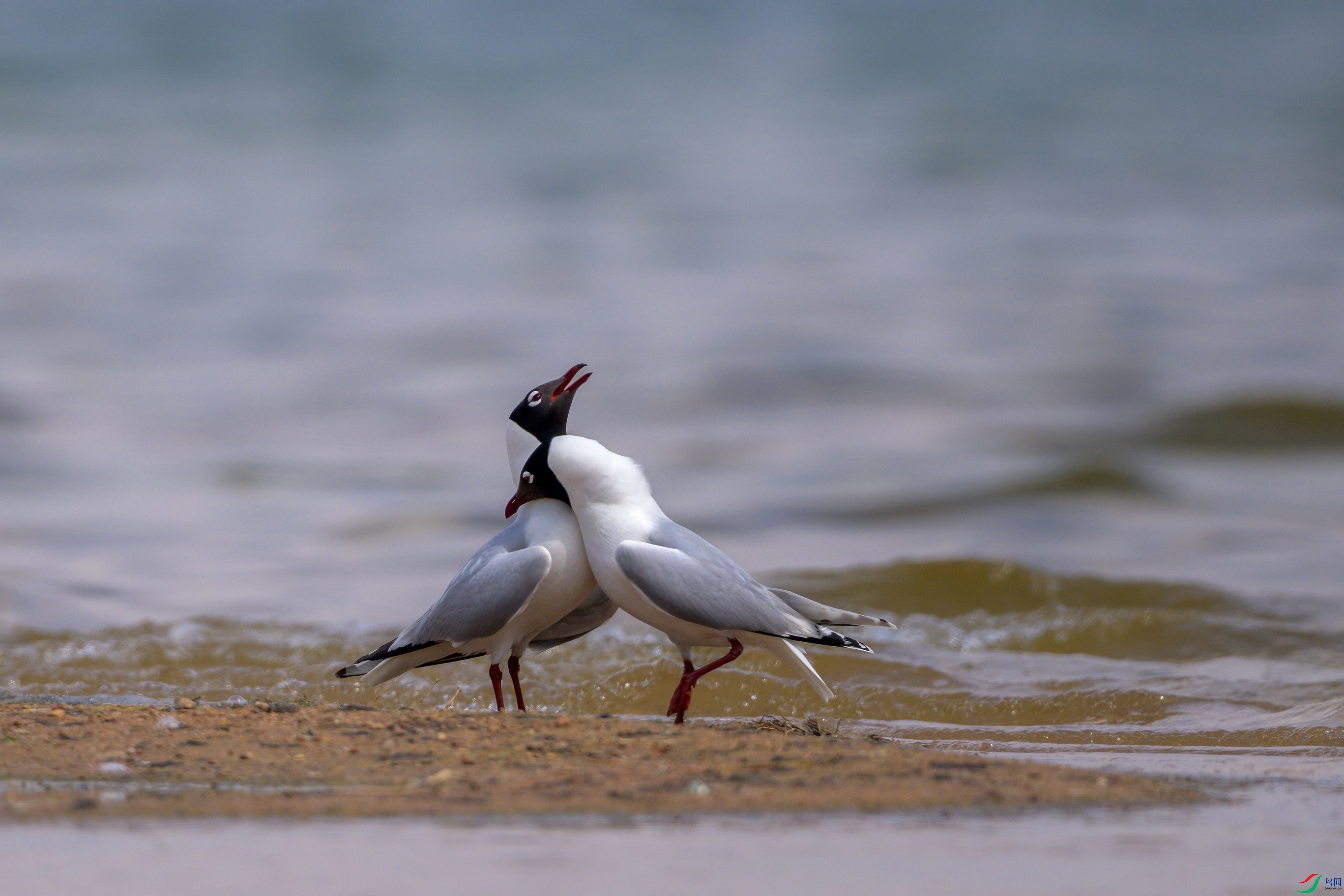 _DSC6068 ����1F01.jpg