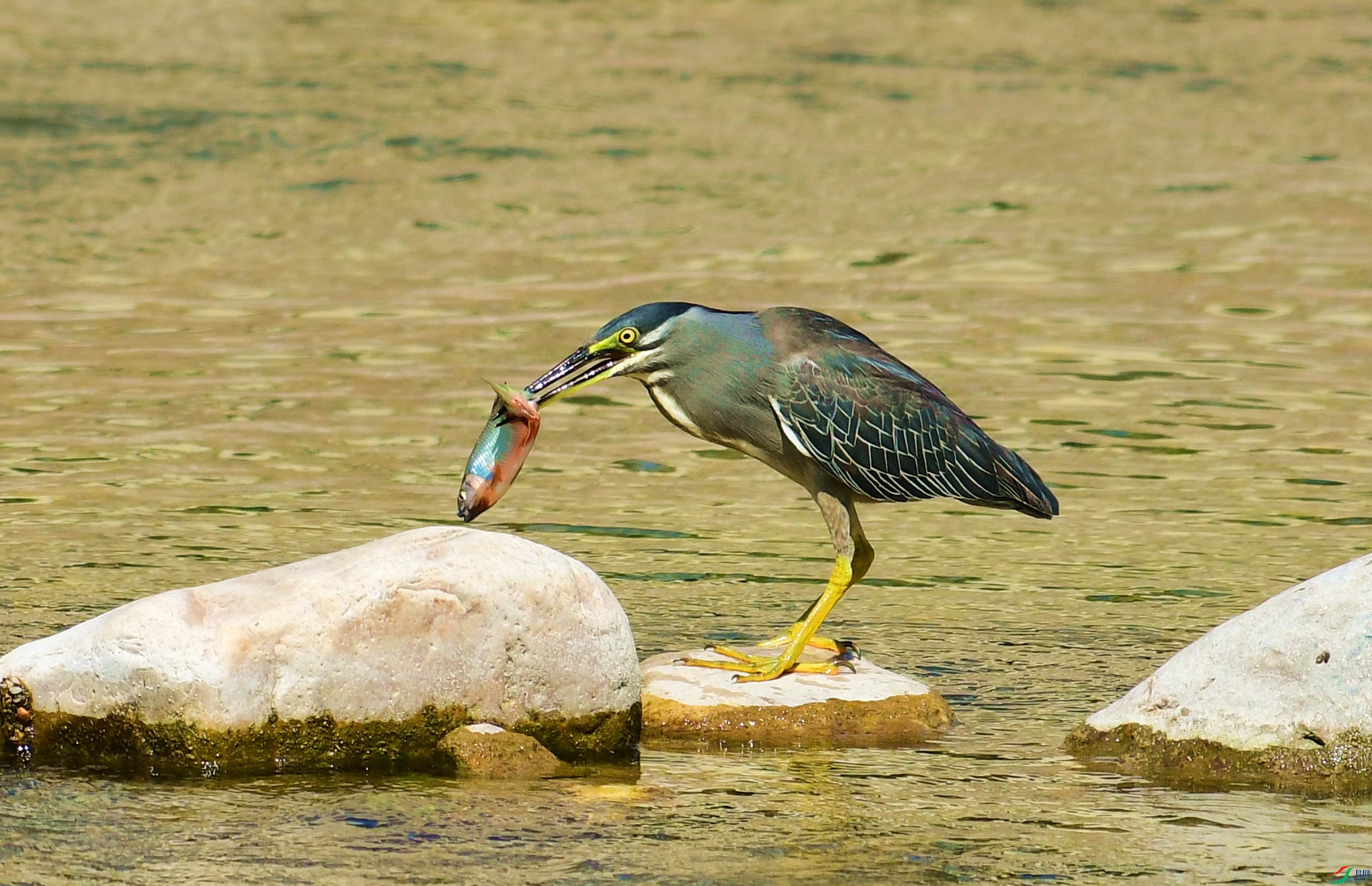 DSC_9686.JPG