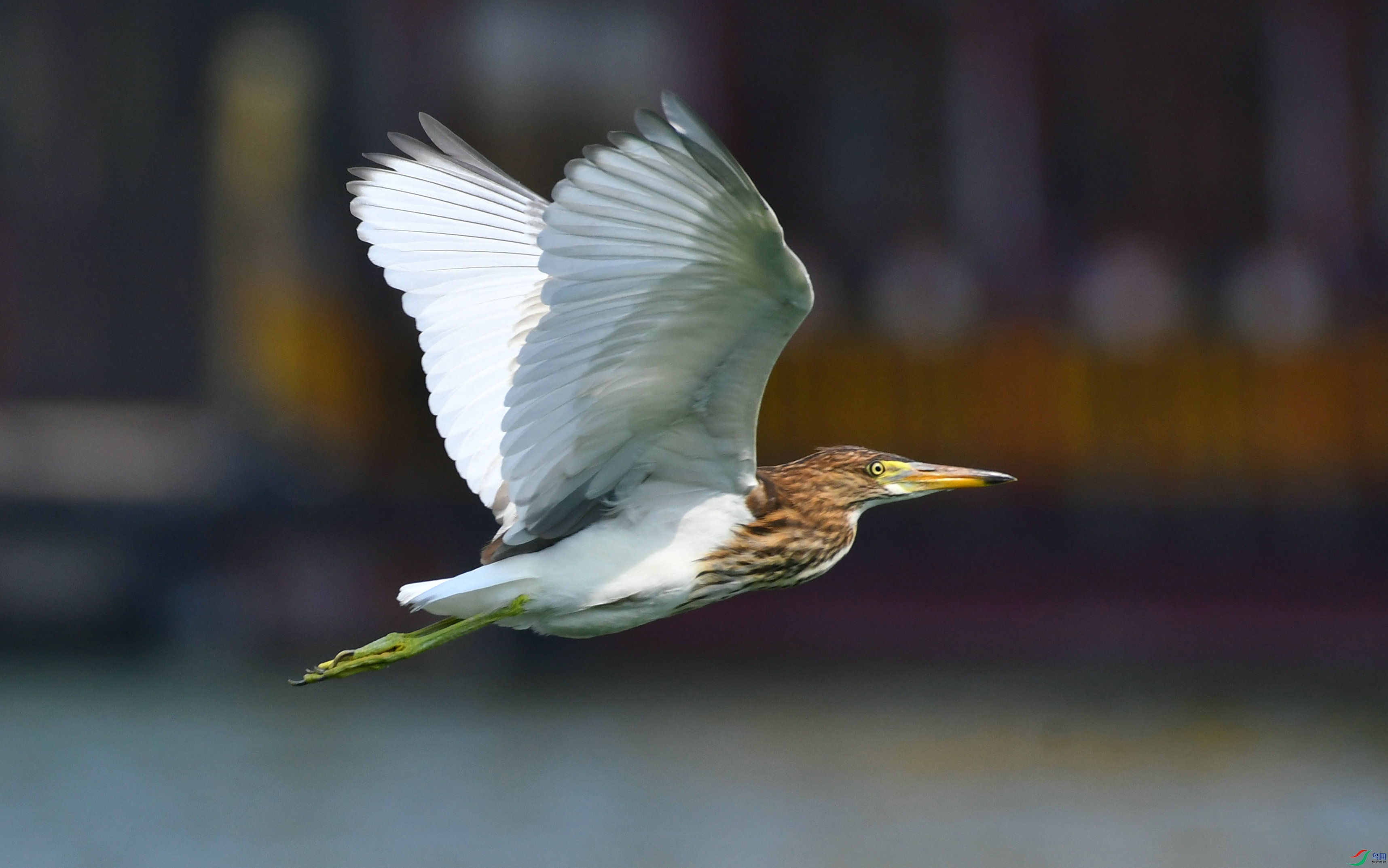 DSC_9736.JPG