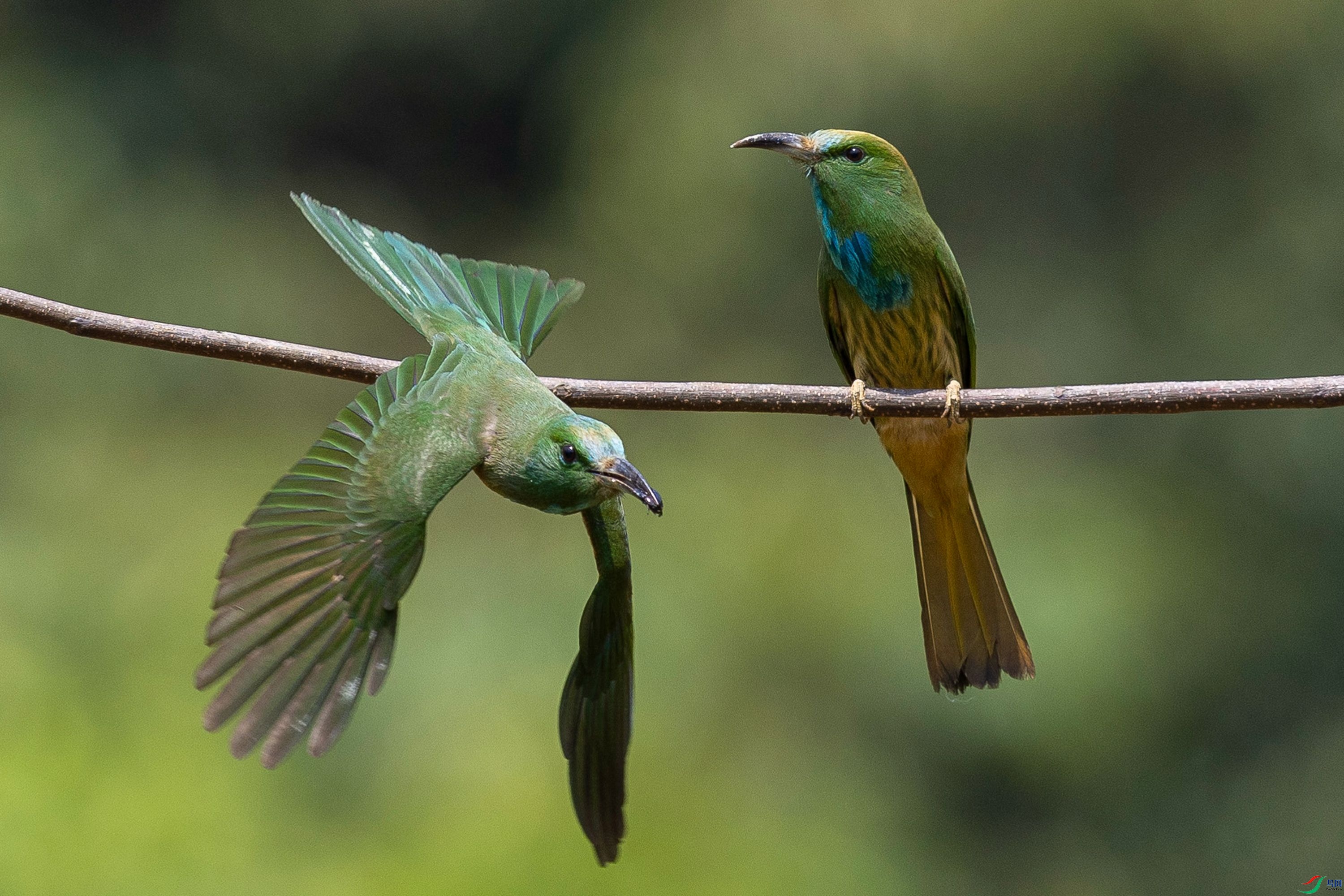 ����ҹ�仢