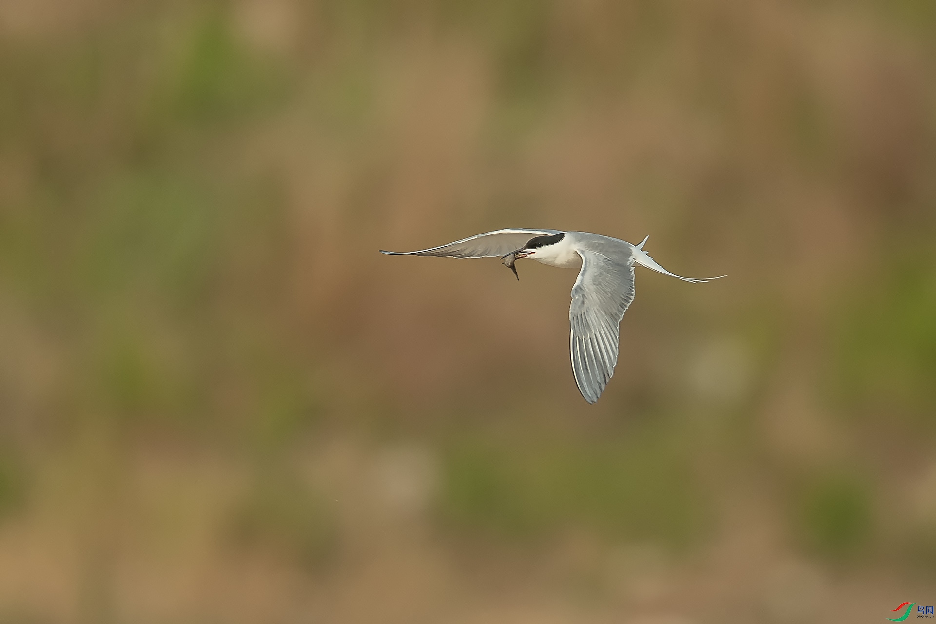 DSC_4790.jpg