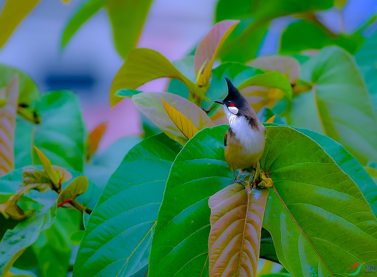 DSC_3079.JPG