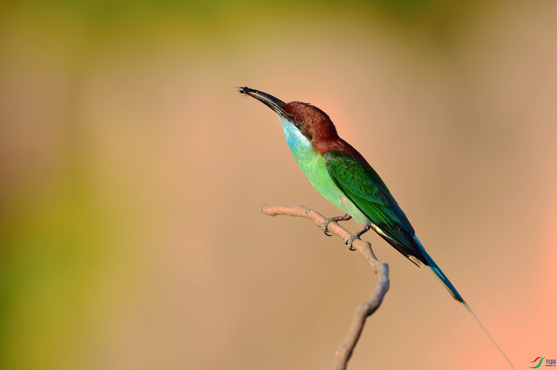 D8I_2900.jpg