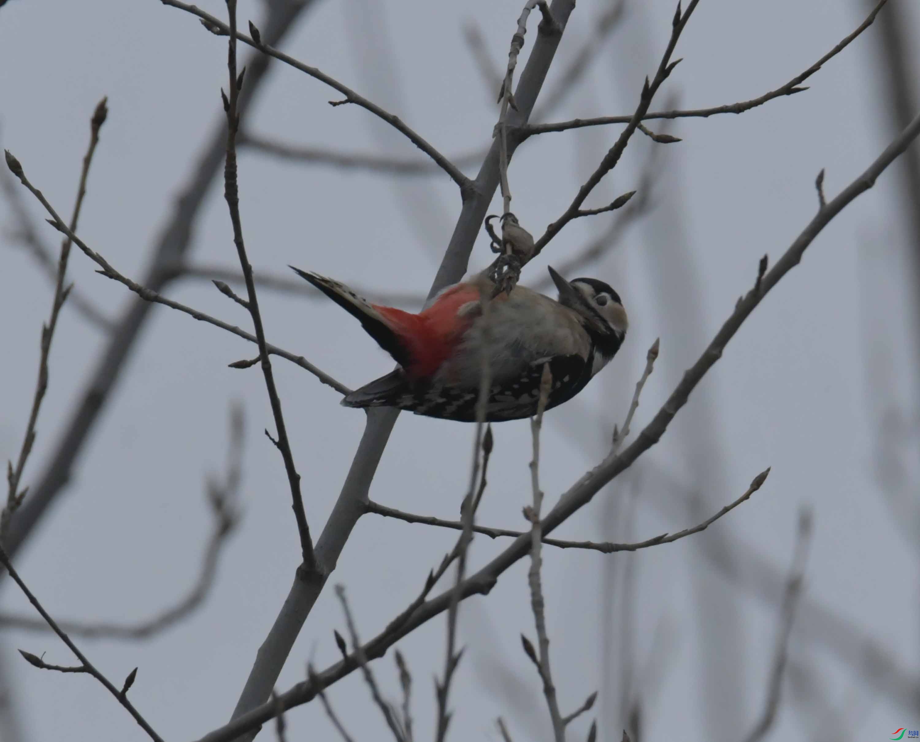 DSC_9165.JPG