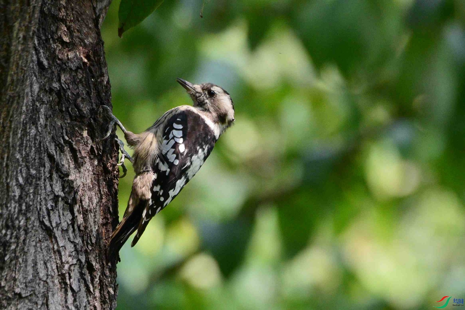 DSC_6226.JPG