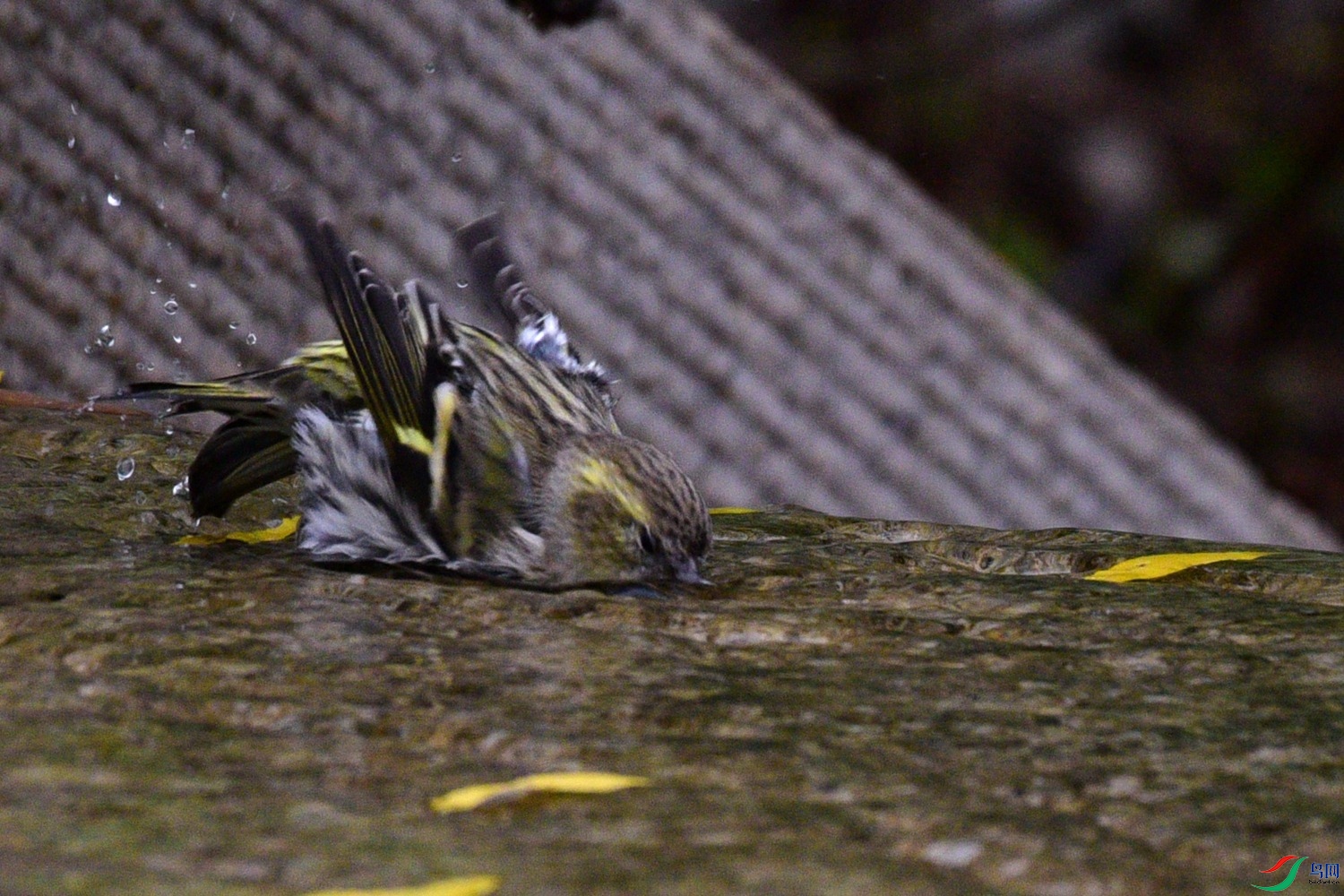 DSC_6182.JPG