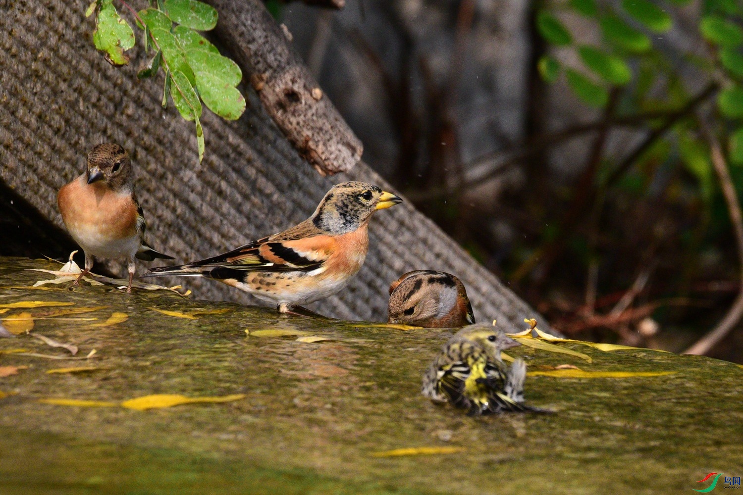 DSC_6413.JPG