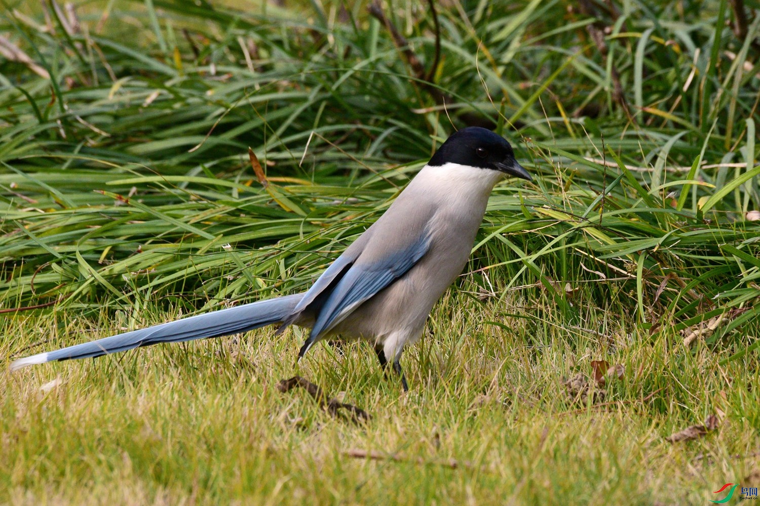 DSC_6671.JPG