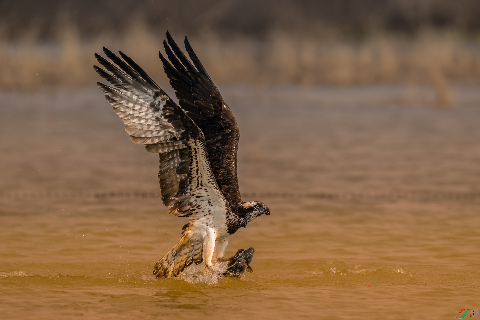 DSC_1738 ����.jpeg