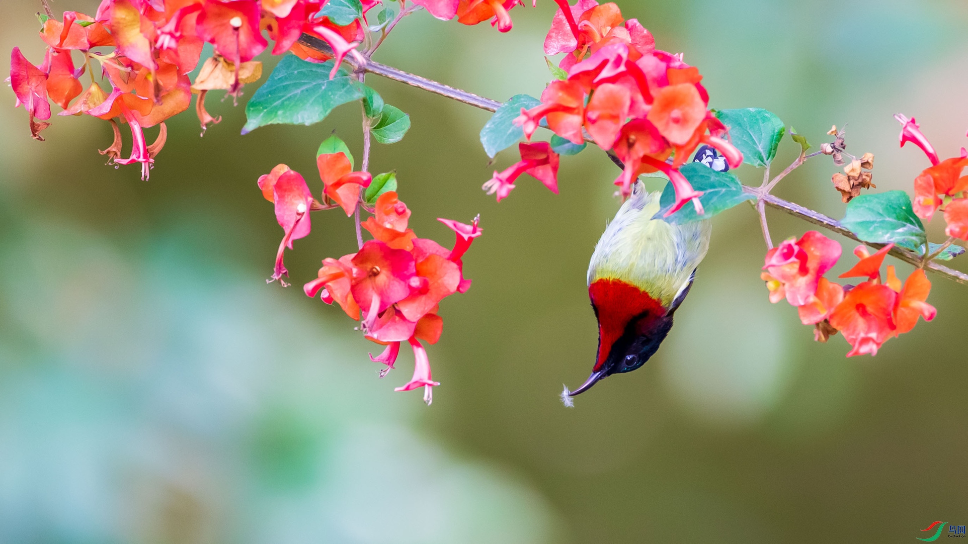 ��β̫����