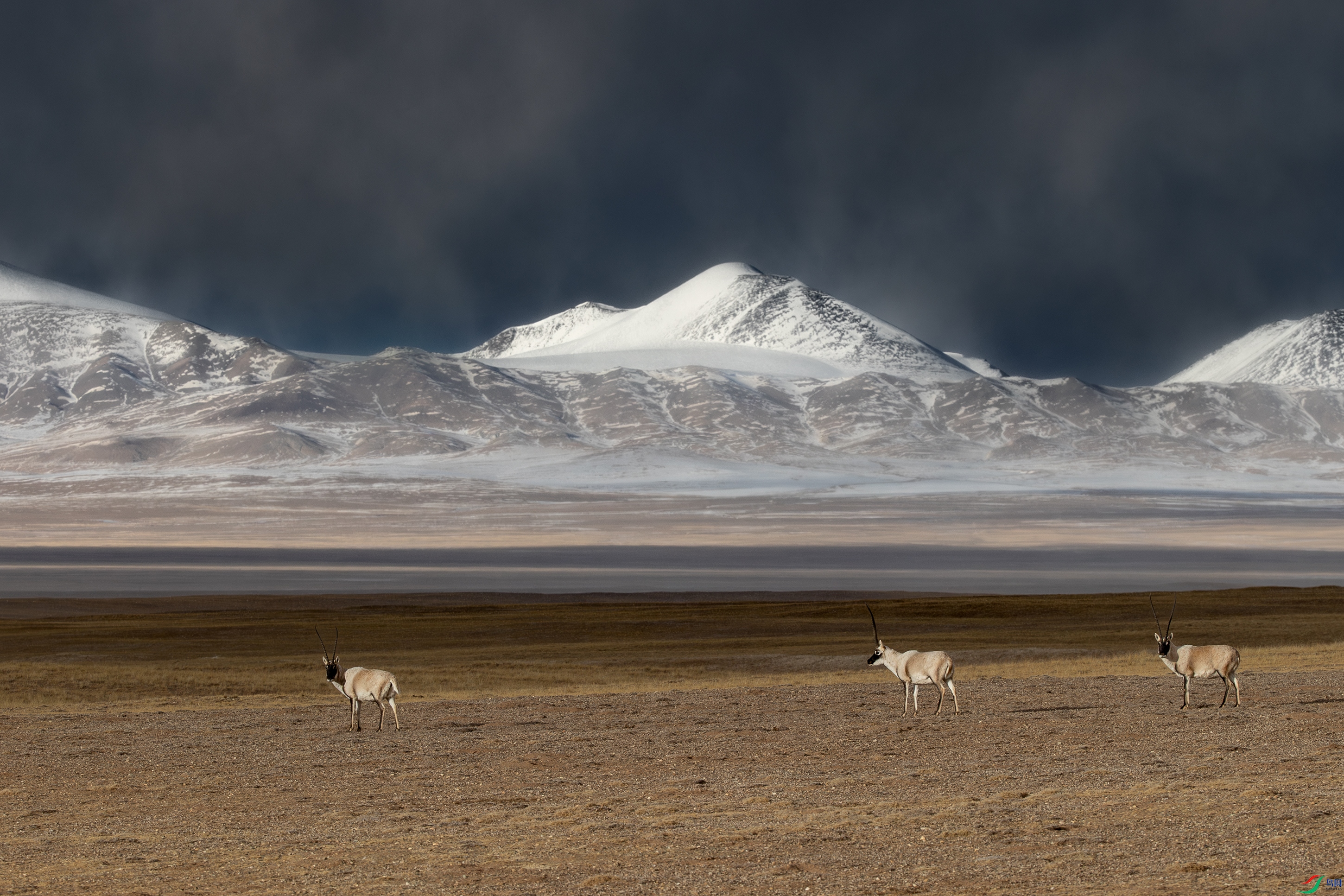 A15I2412-����ǿ-NR ����.jpg