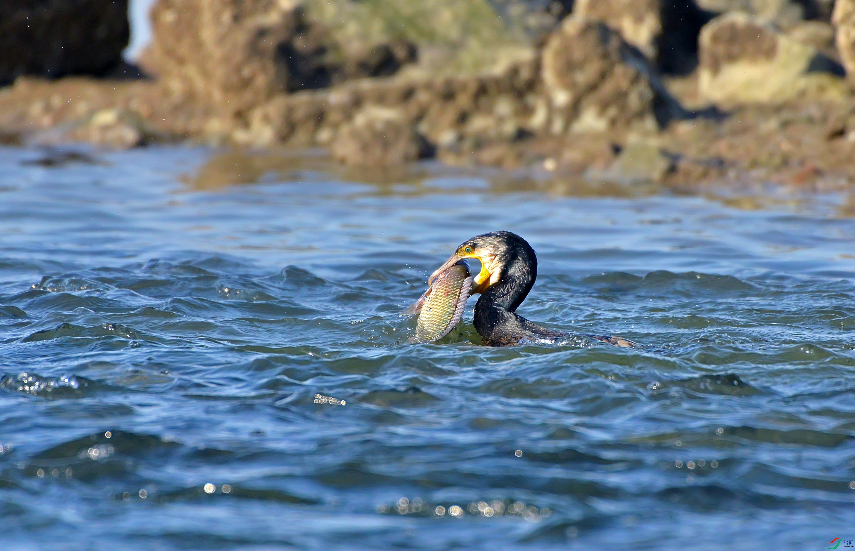 DSC_0734.jpg