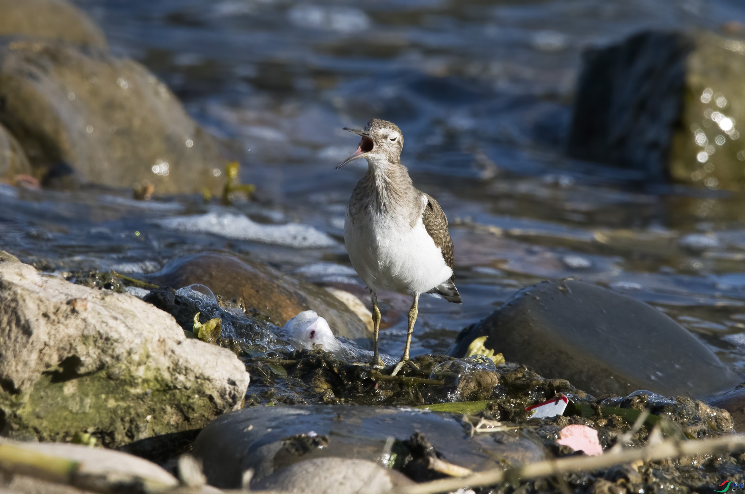 DSC_6578.jpg