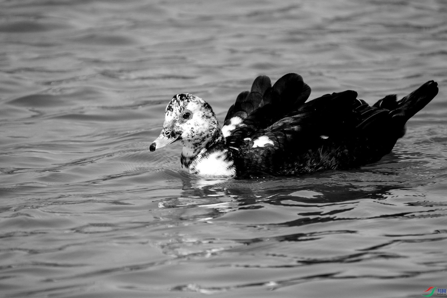 DSC01107 ����_����.jpg