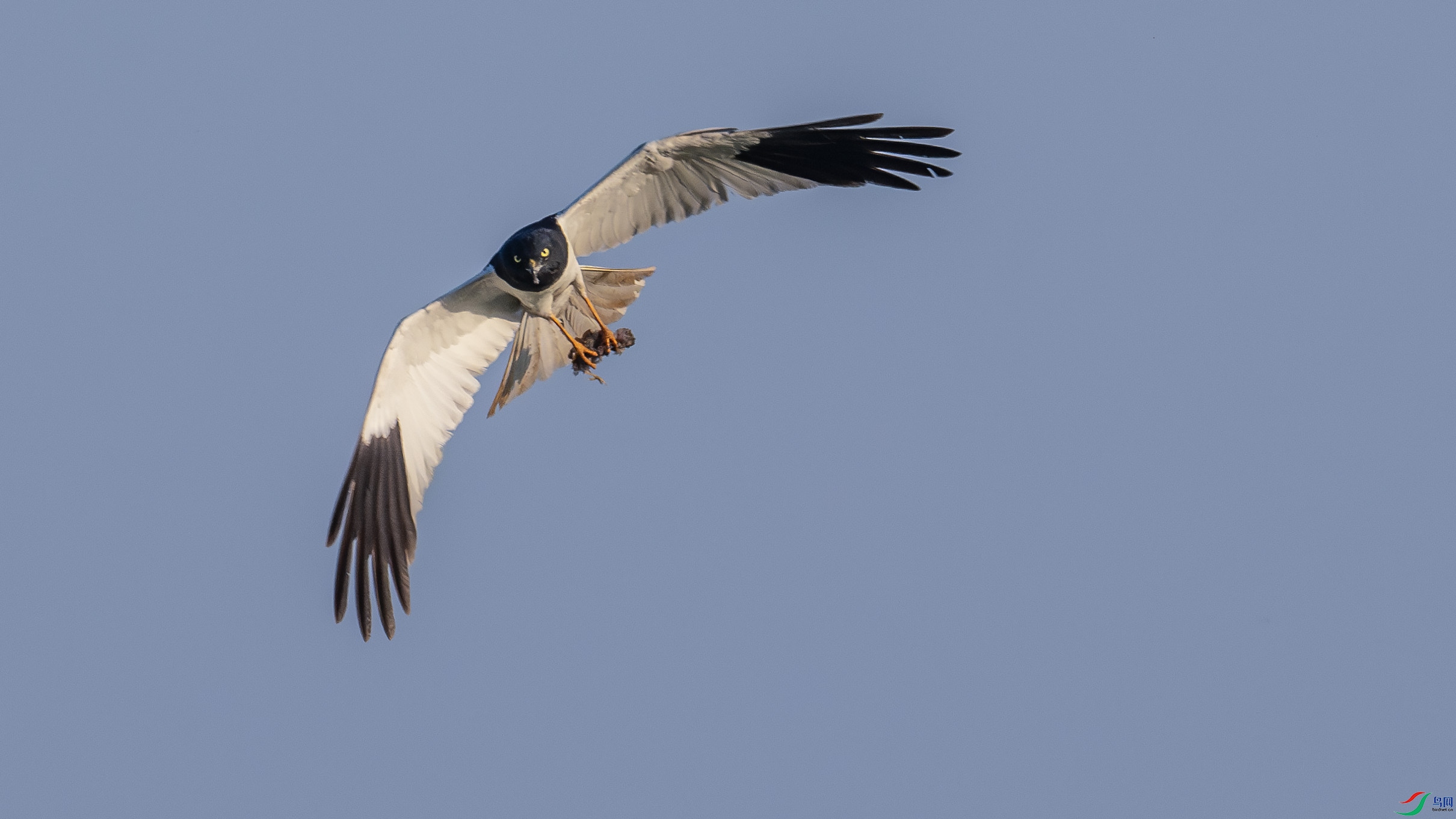 DSC_7355-����ǿ-NR.jpg