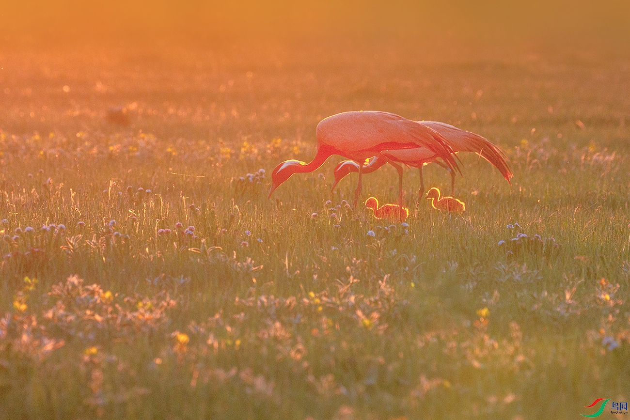 �����----Я����ʳ