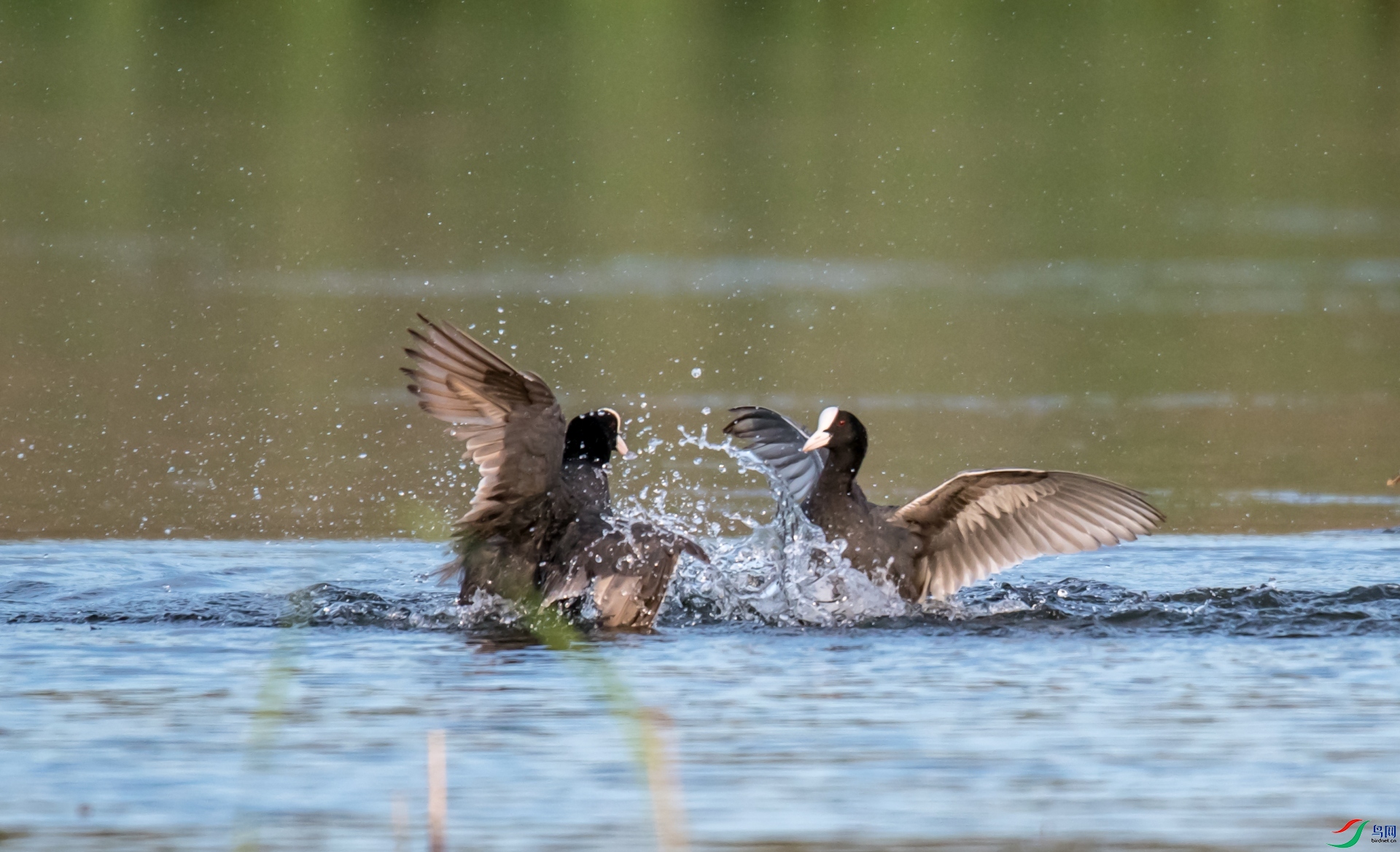 ���֮ս
