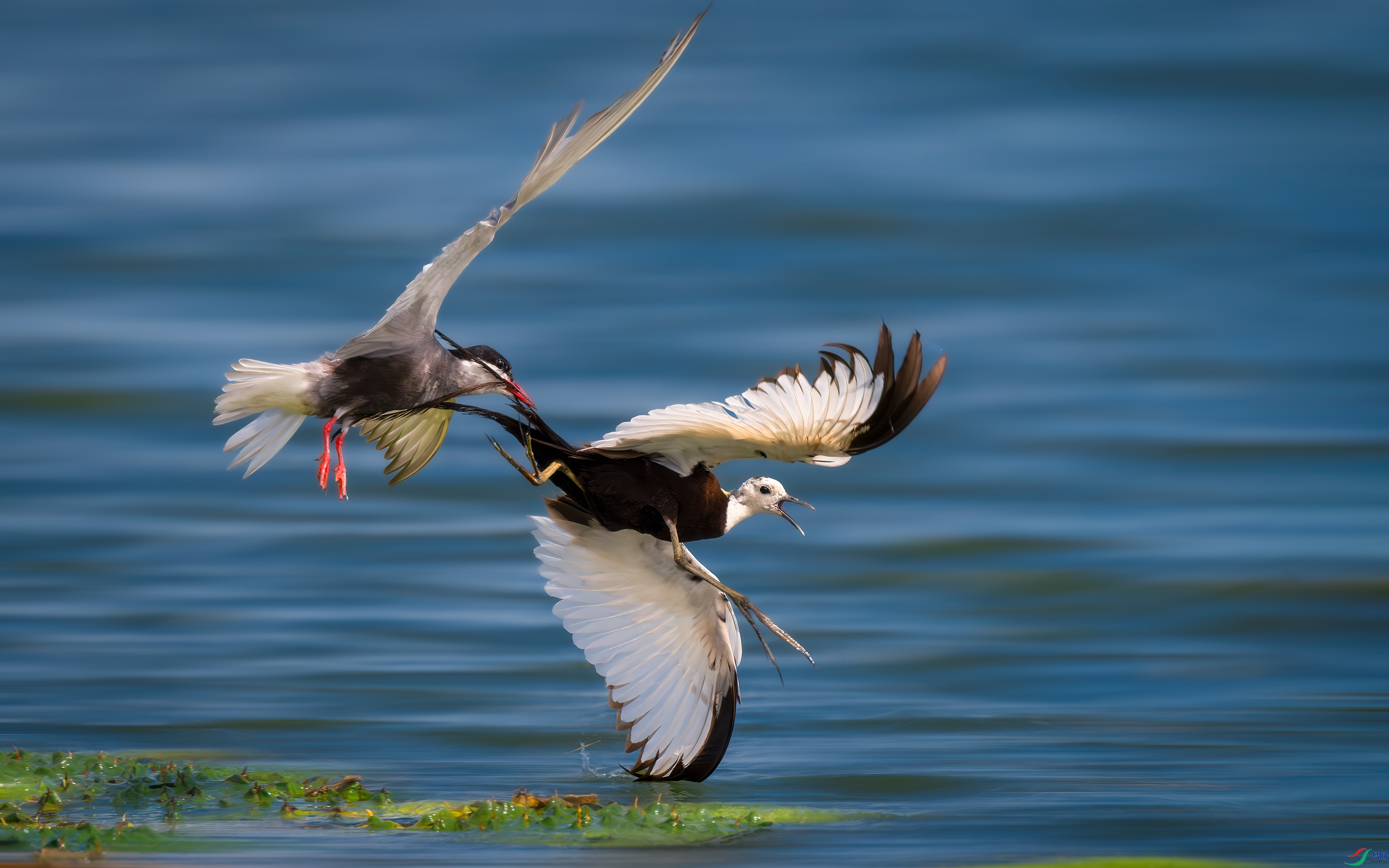 DSC_5019-����ǿ-NR ����.jpg
