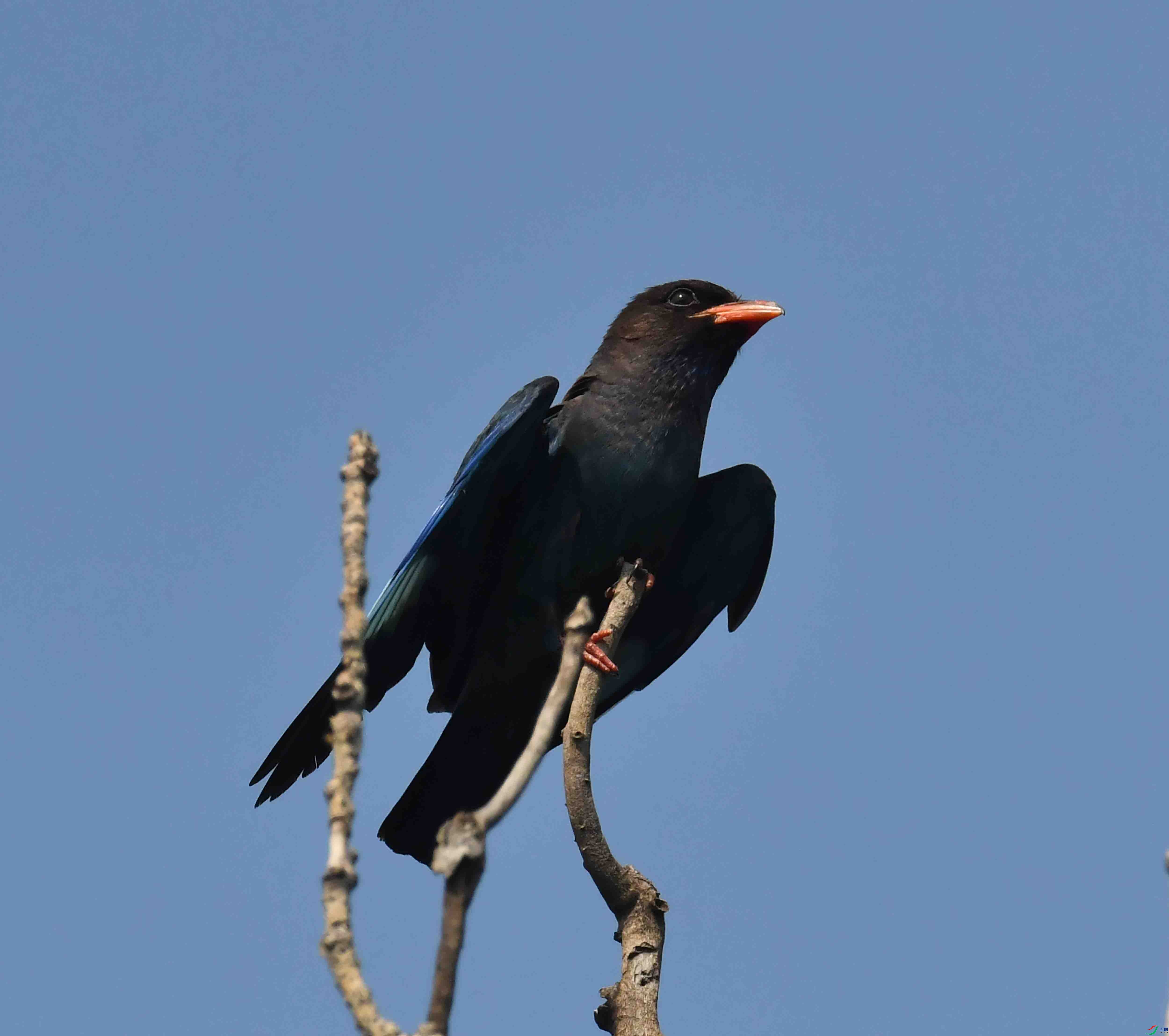 DSC_4066.JPG